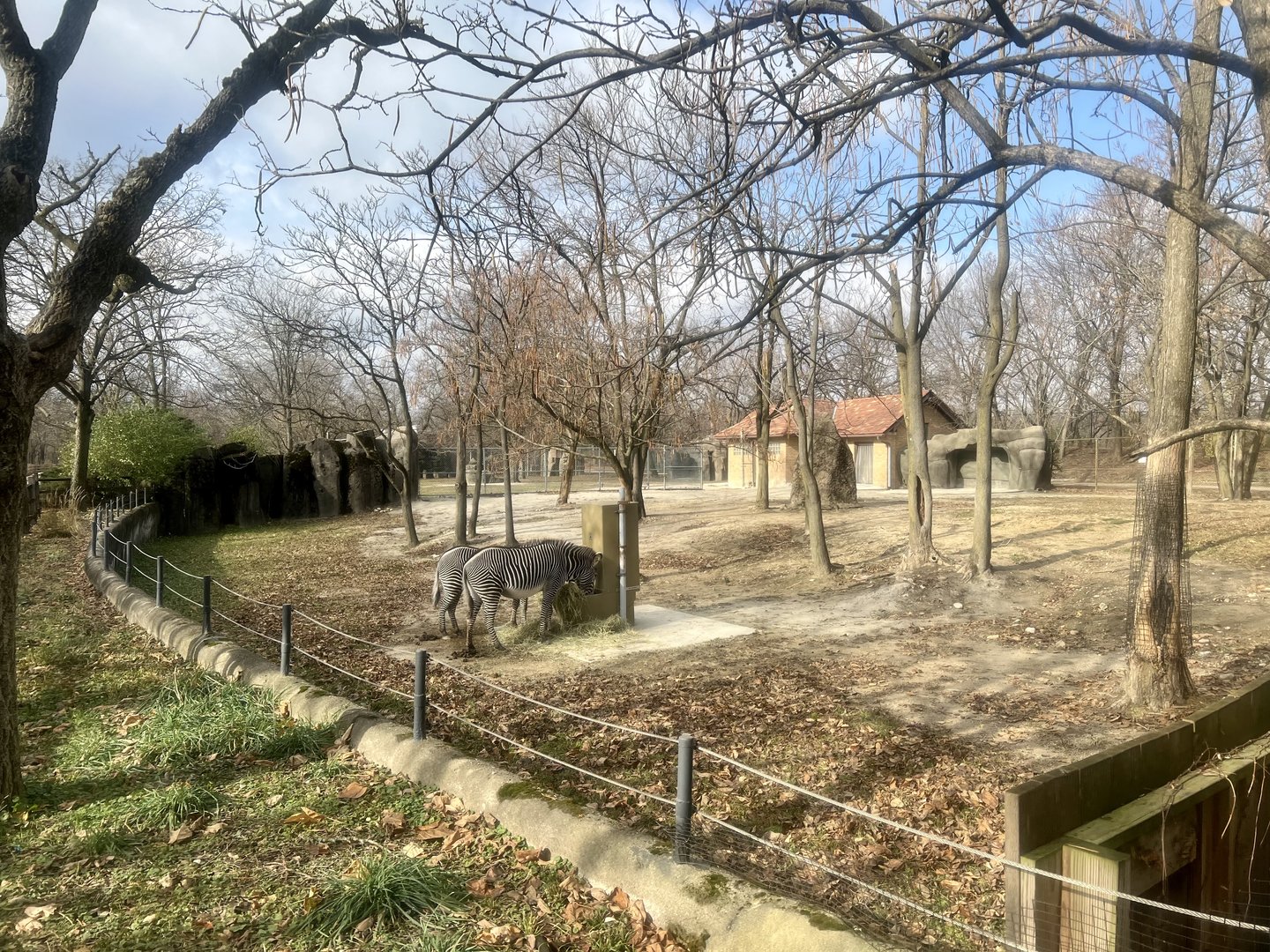 Grevy’s Zebra Exhibit