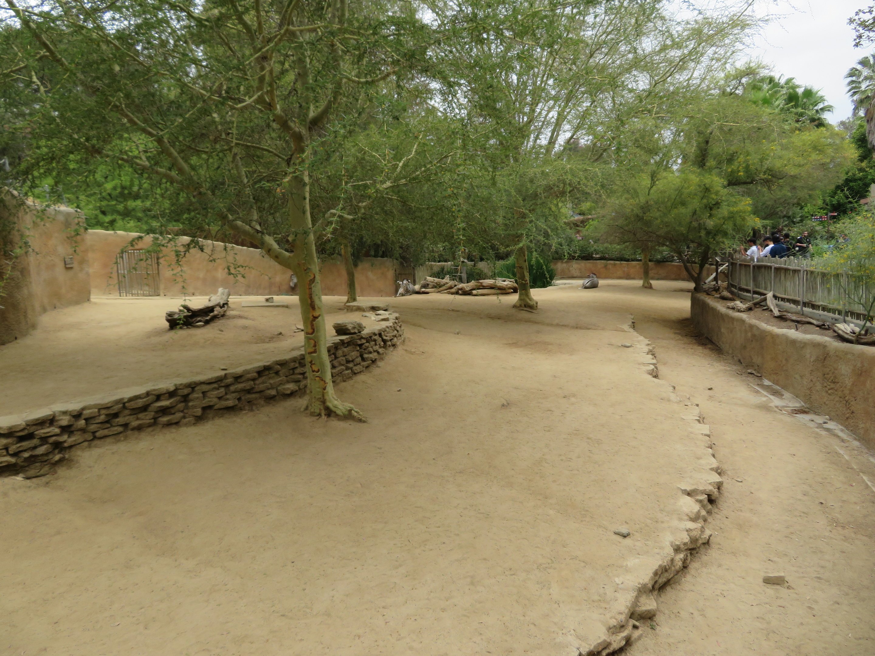 Grevy's Zebra Exhibit