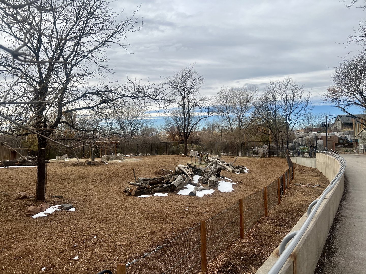 Grevy’s Zebra Exhibit