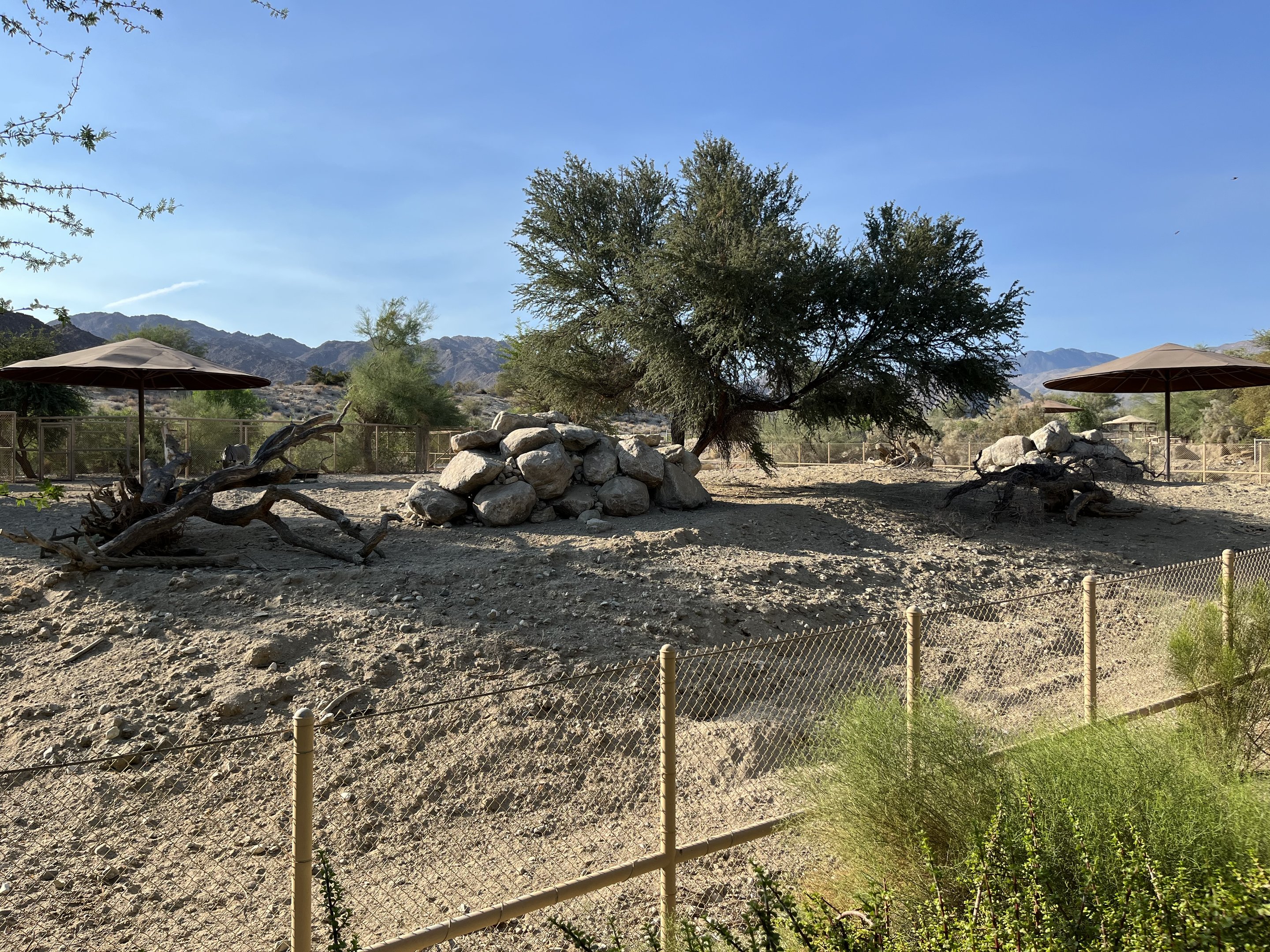 Grevy’s Zebra Exhibit