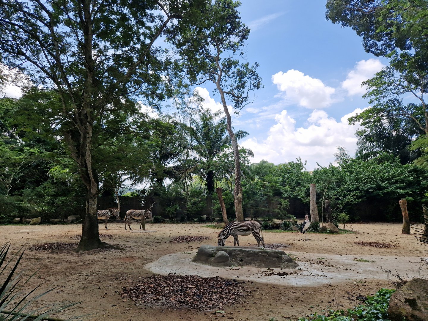 Grevy's Zebra exhibit