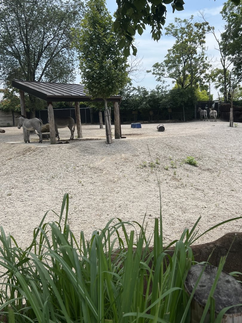 Grevy’s Zebra Exhibit