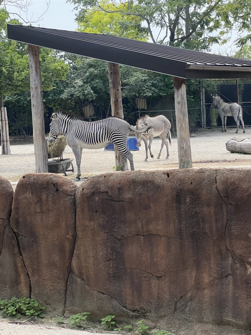 Grevy’s Zebra Exhibit