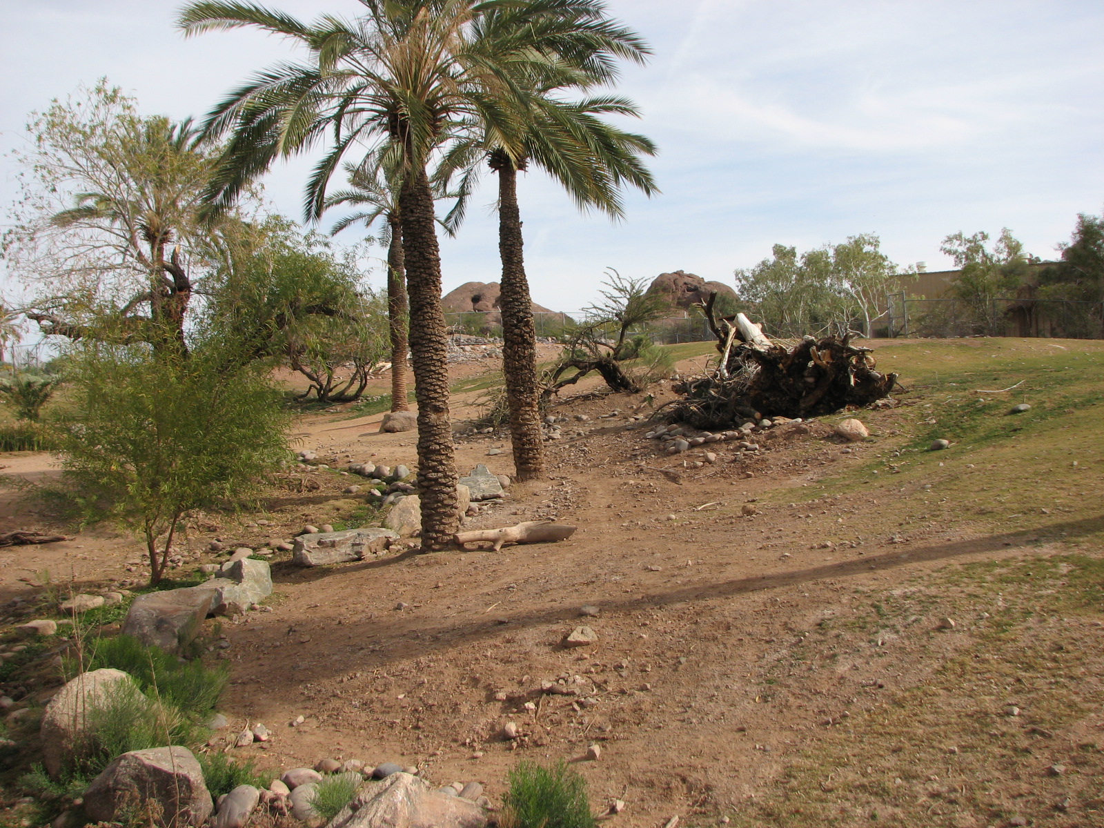 Grevy's Zebra Exhibit