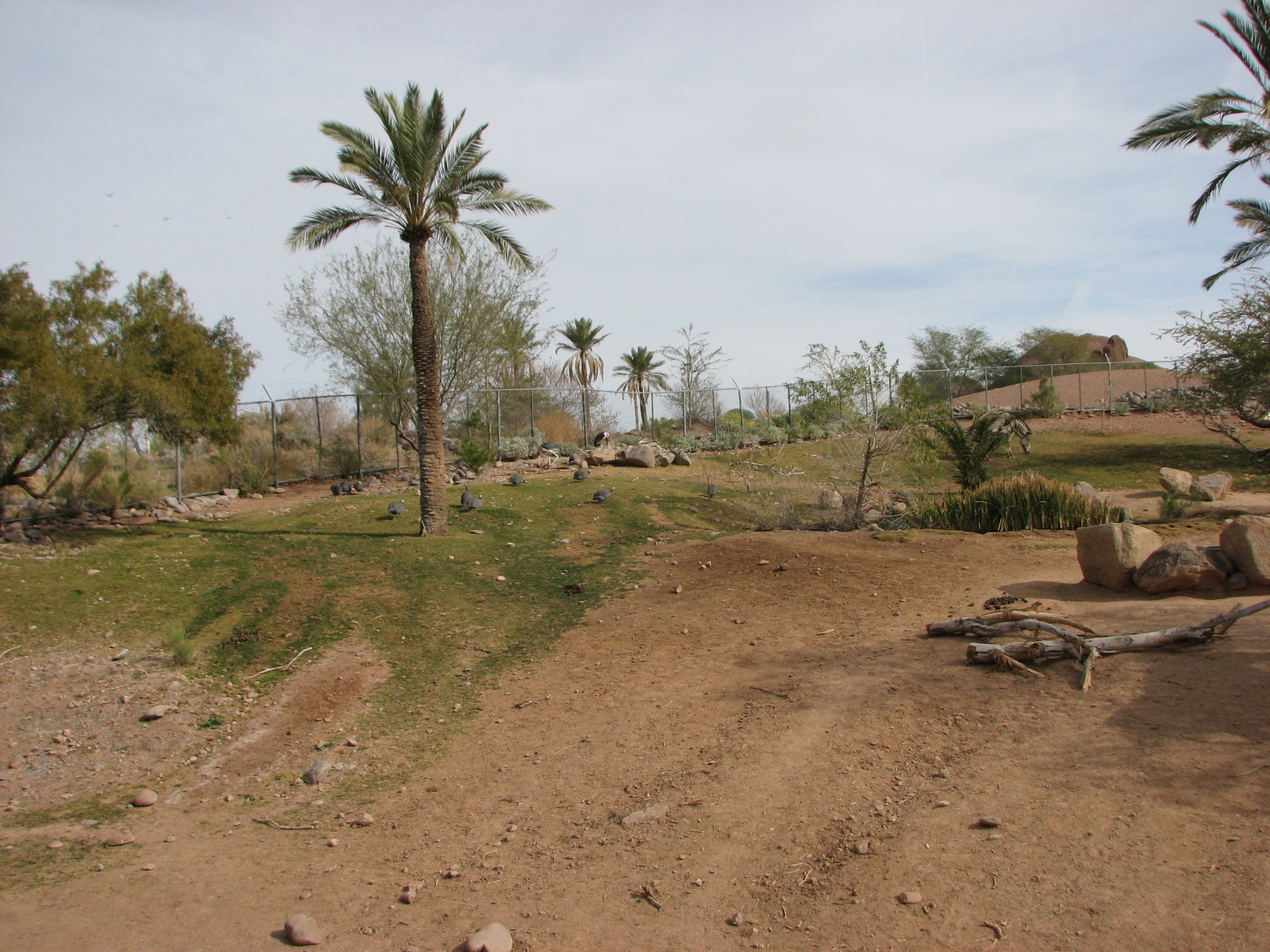 Grevy's Zebra Exhibit