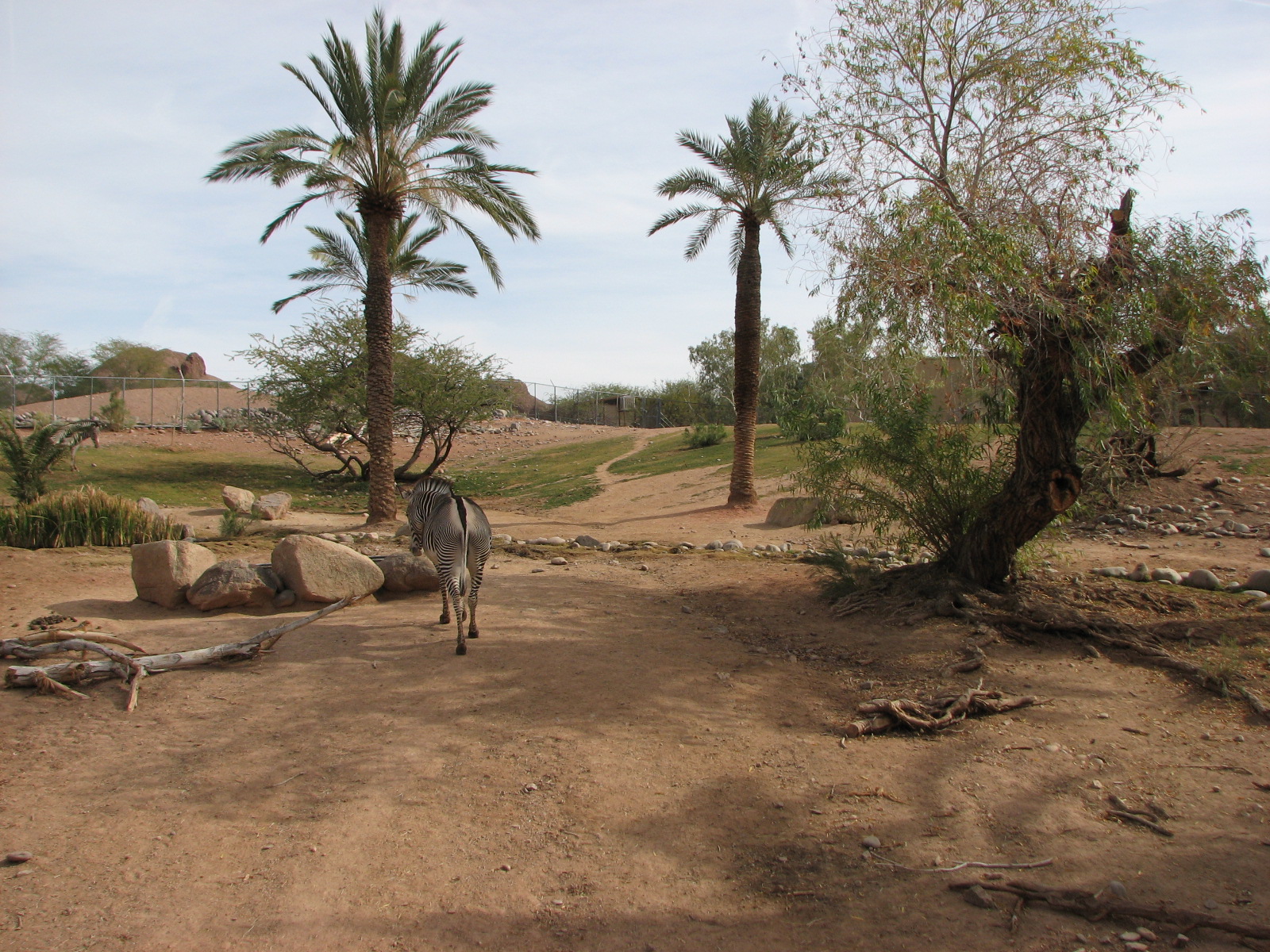 Grevy's Zebra Exhibit