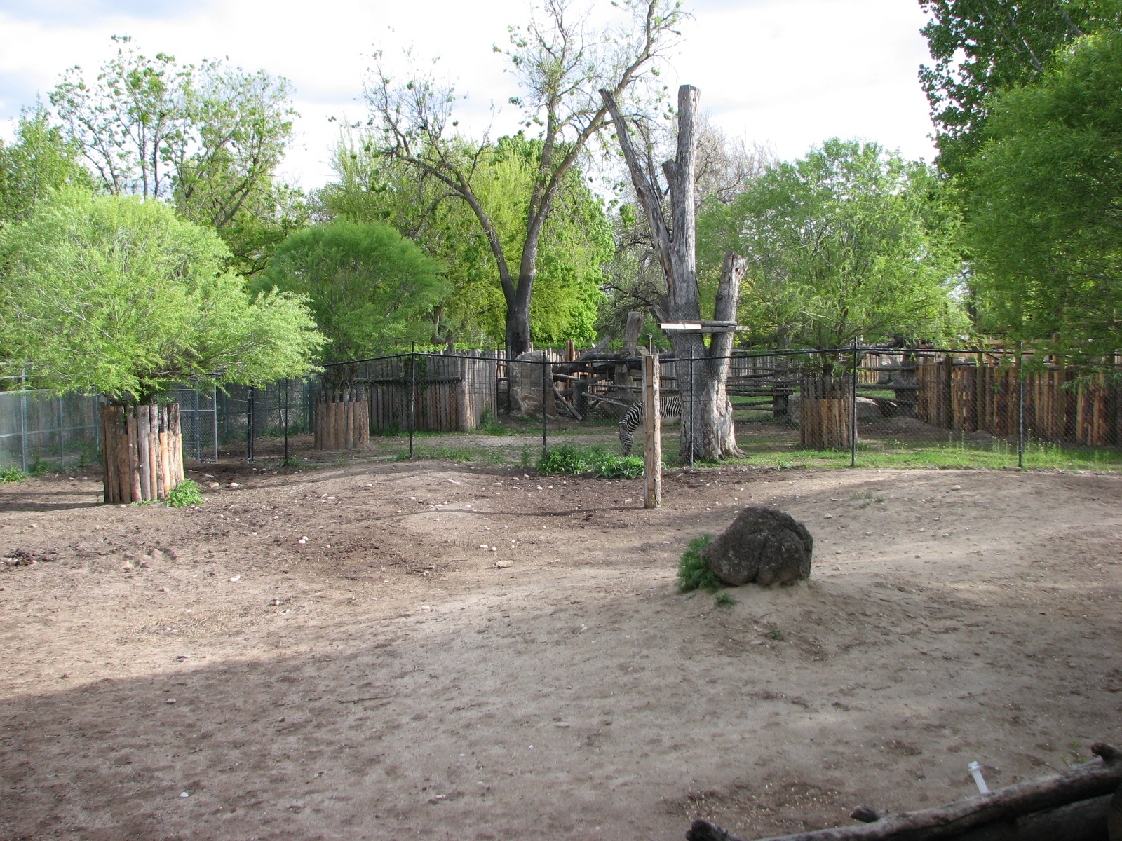 Grevy's Zebra Exhibit