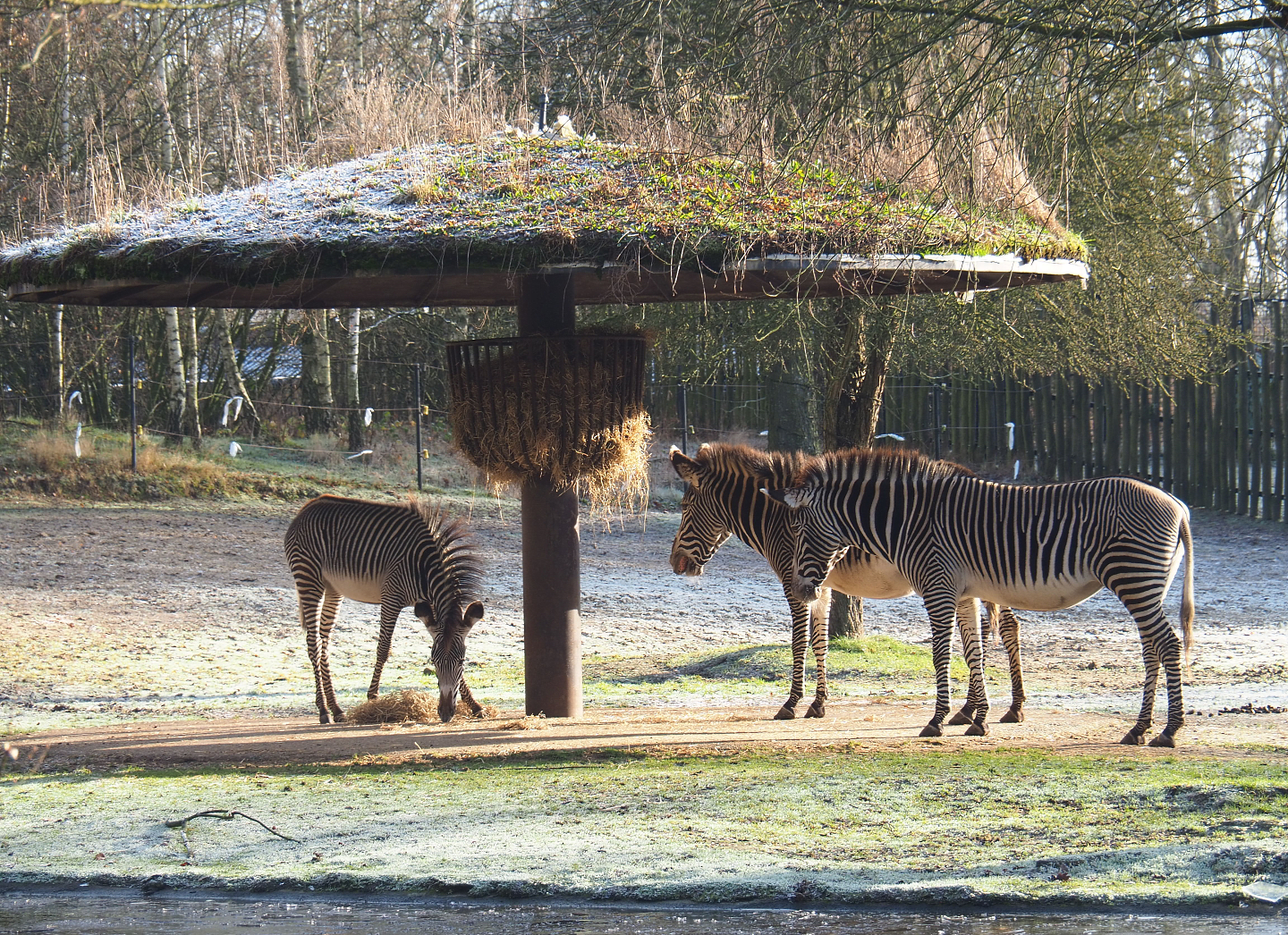 Grevy's zebra feeding and shade structure, 2021-12-22