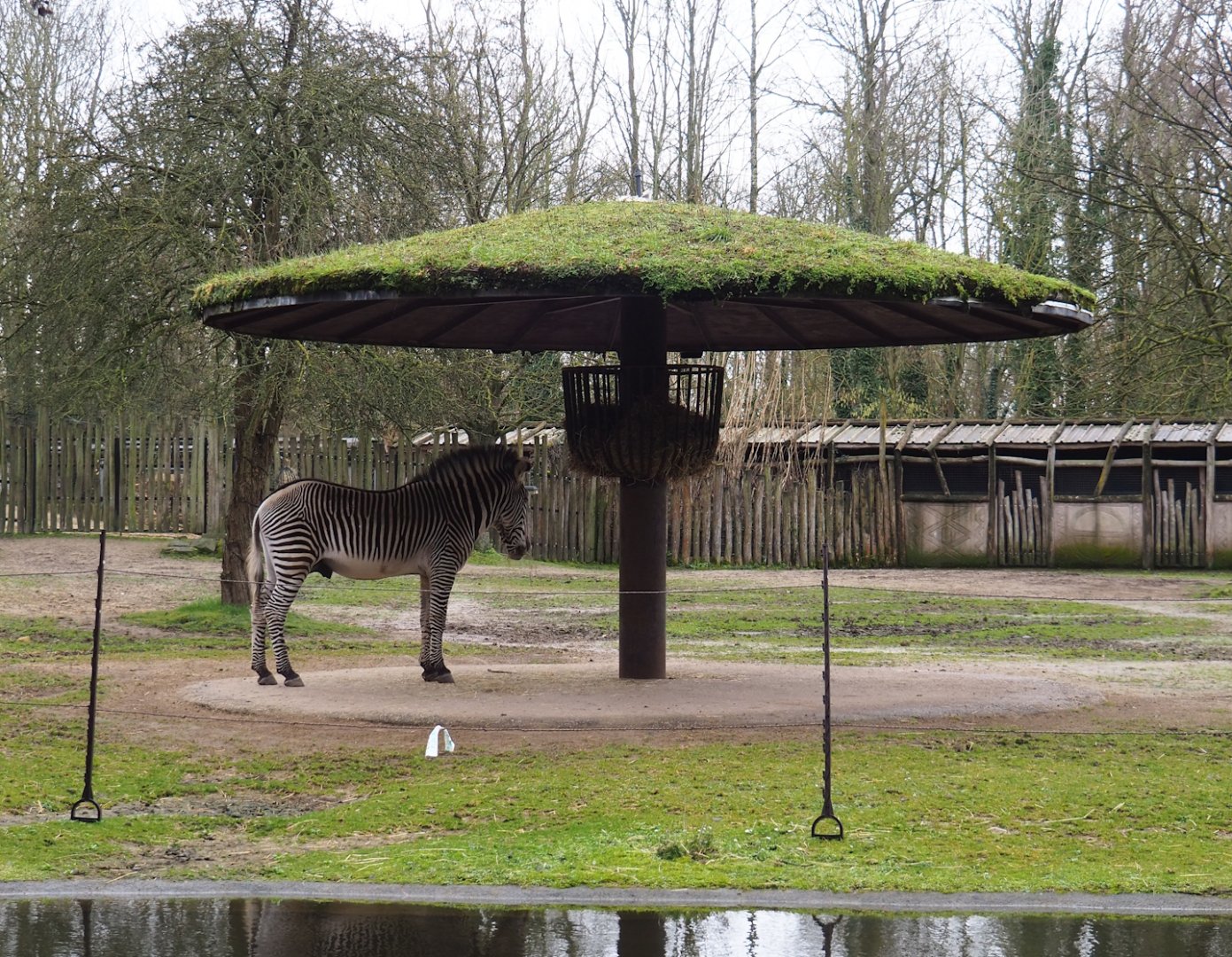 Grevy's zebra feeding station and shade structure, 2023-02-19