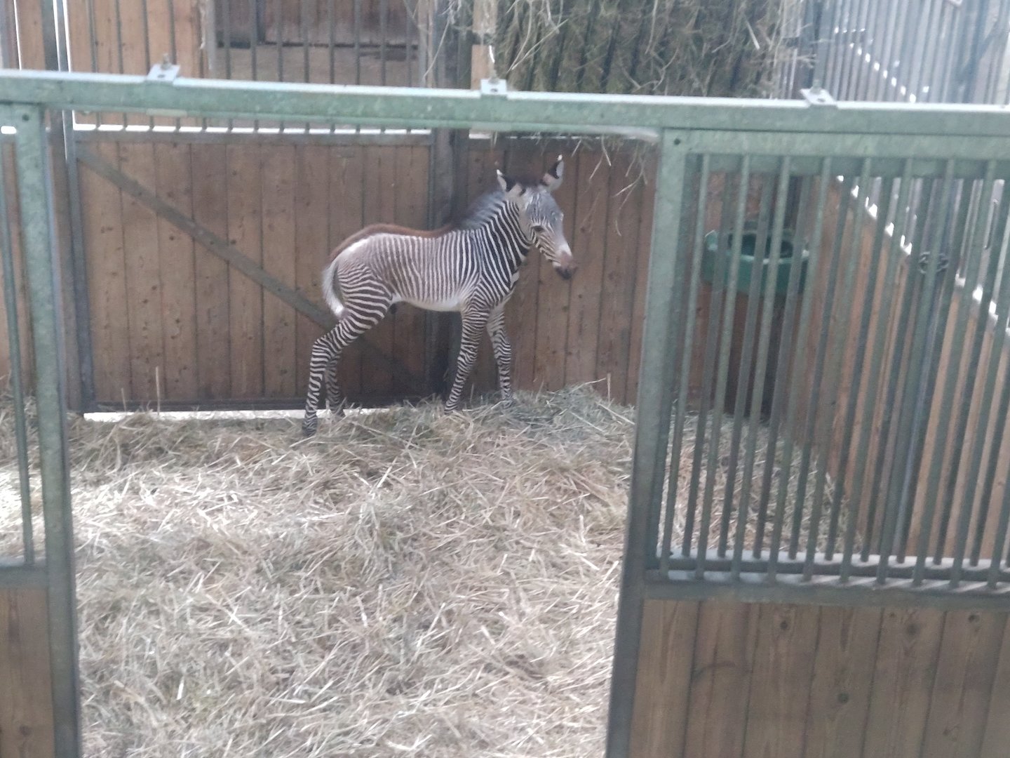 Grevy's zebra foal 13/8/23