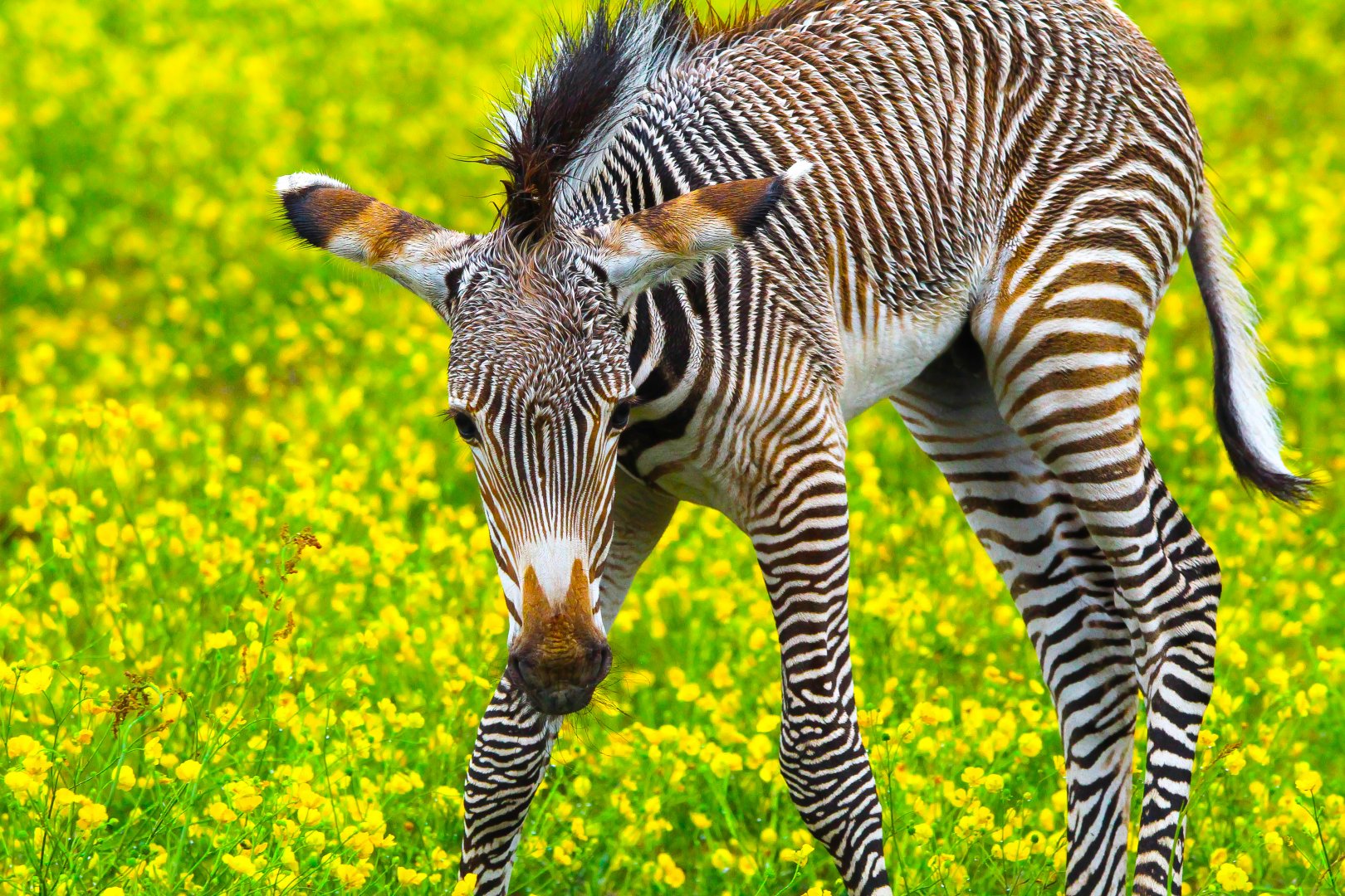 Grevy's Zebra foal- 27th May 2025