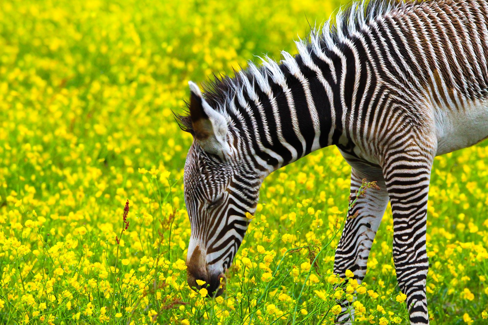 Grevy's Zebra foal- 27th May 2025
