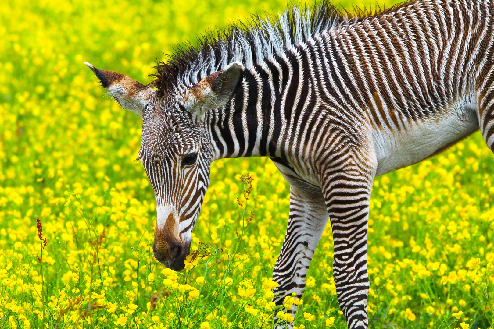 Grevy's Zebra foal- 27th May 2025
