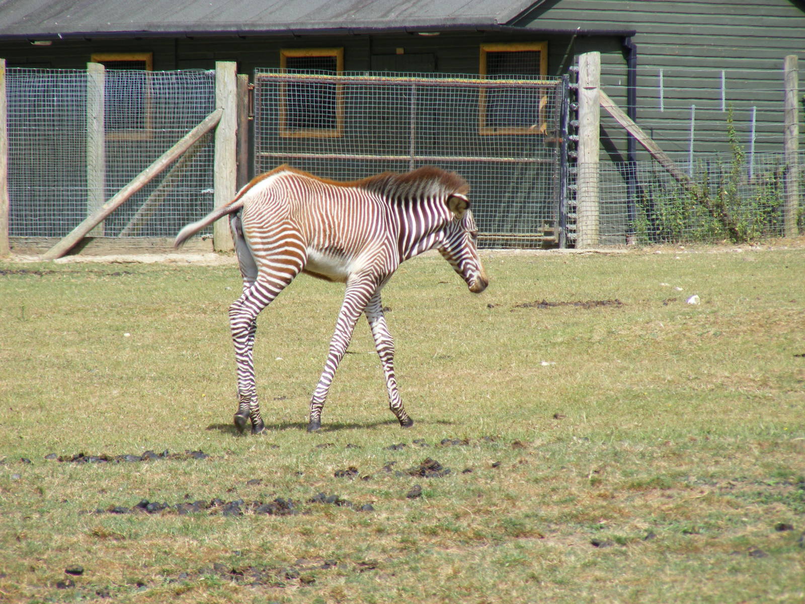 Grevy's zebra foal at Marwell Wildlife, 11 July 2010