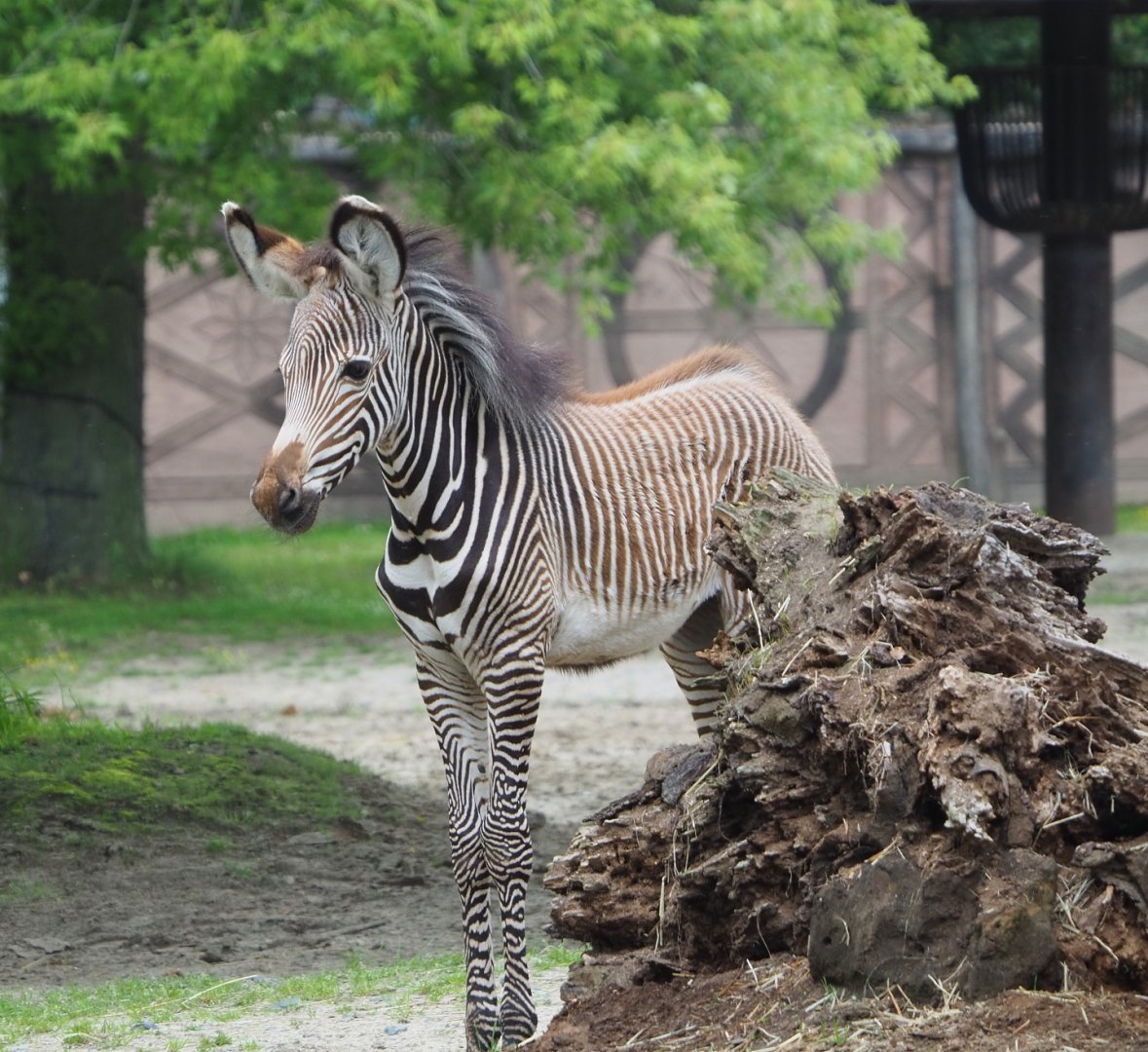 Grevy's zebra foal (Equus grevyi), 2021-07-03
