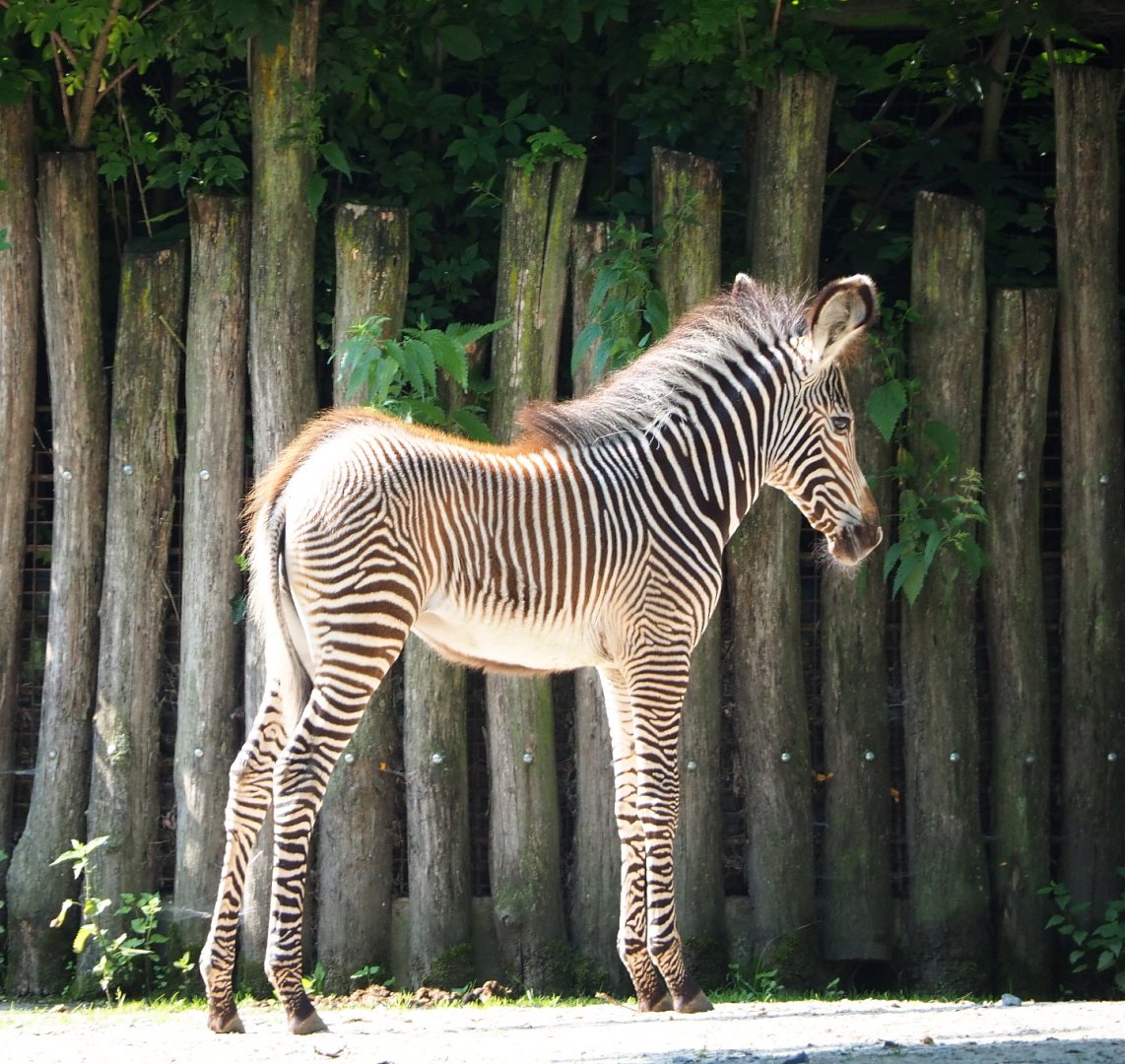 Grevy's zebra foal (Equus grevyi), 2021-07-20