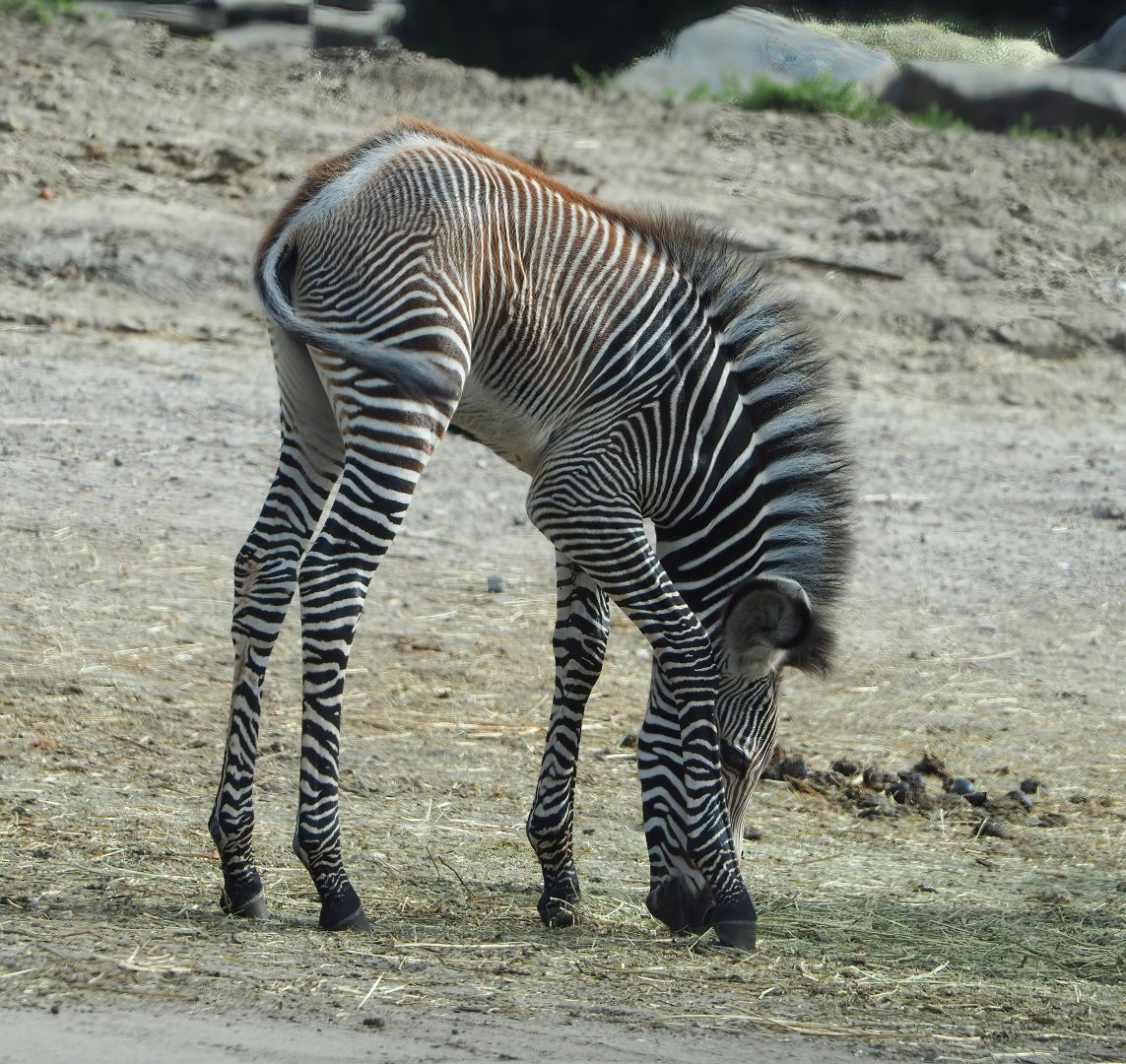 Grévy's zebra foal (Equus grevyi), 2023-08-15