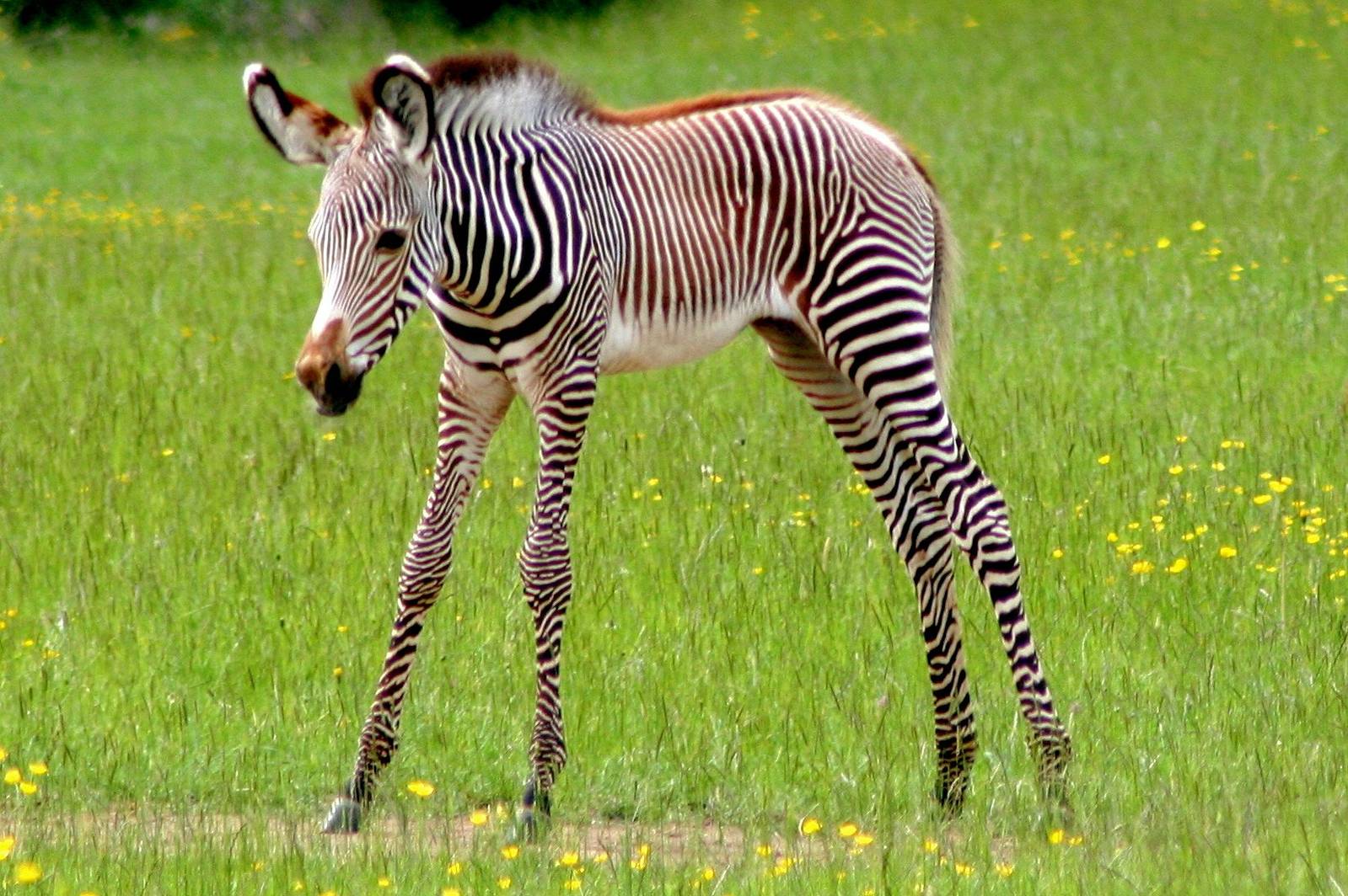 Grevy's zebra foal; Whipsnade; 11th June 2016