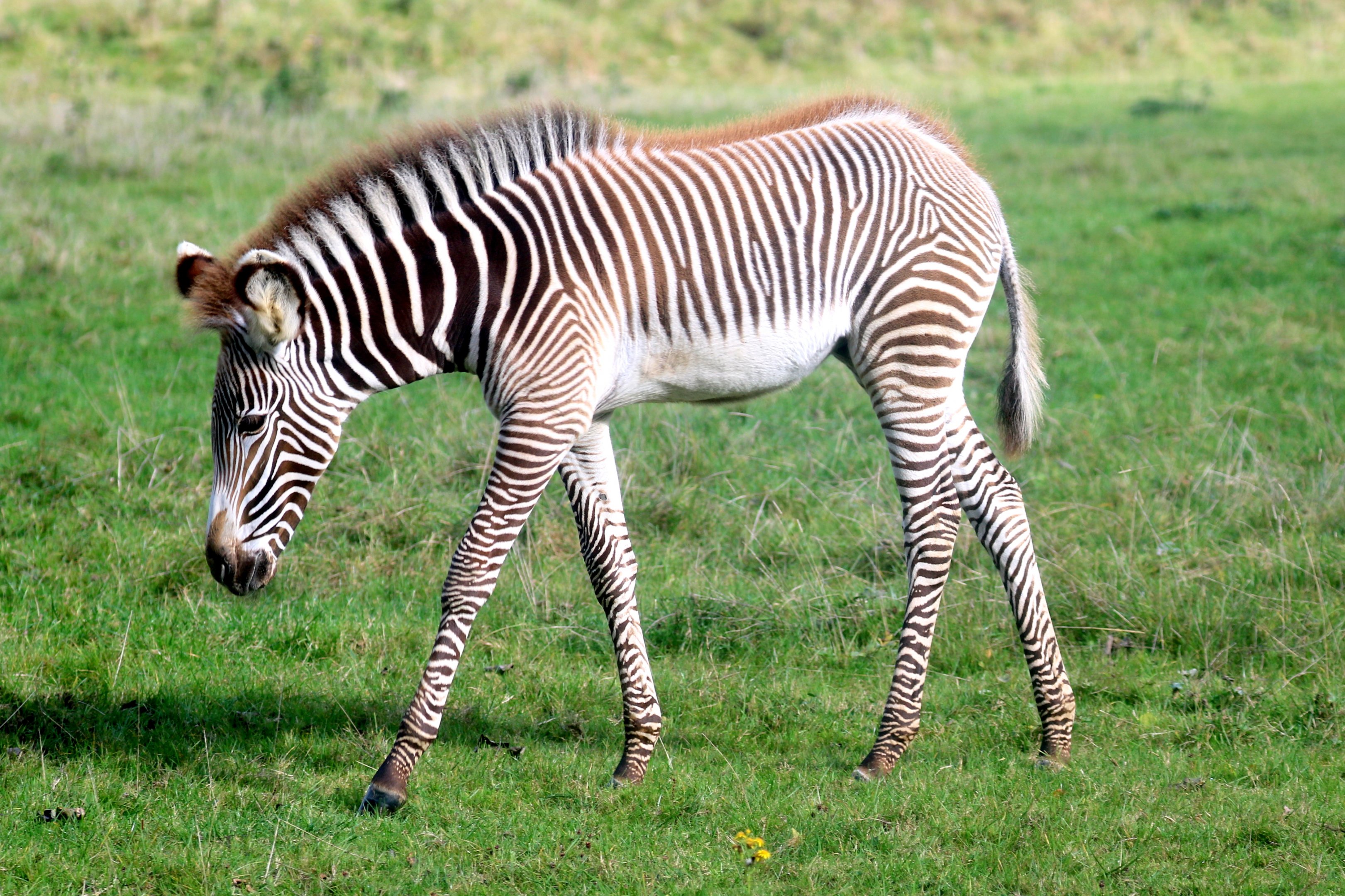 Grevy's zebra foal; Whipsnade; 16th October 2021