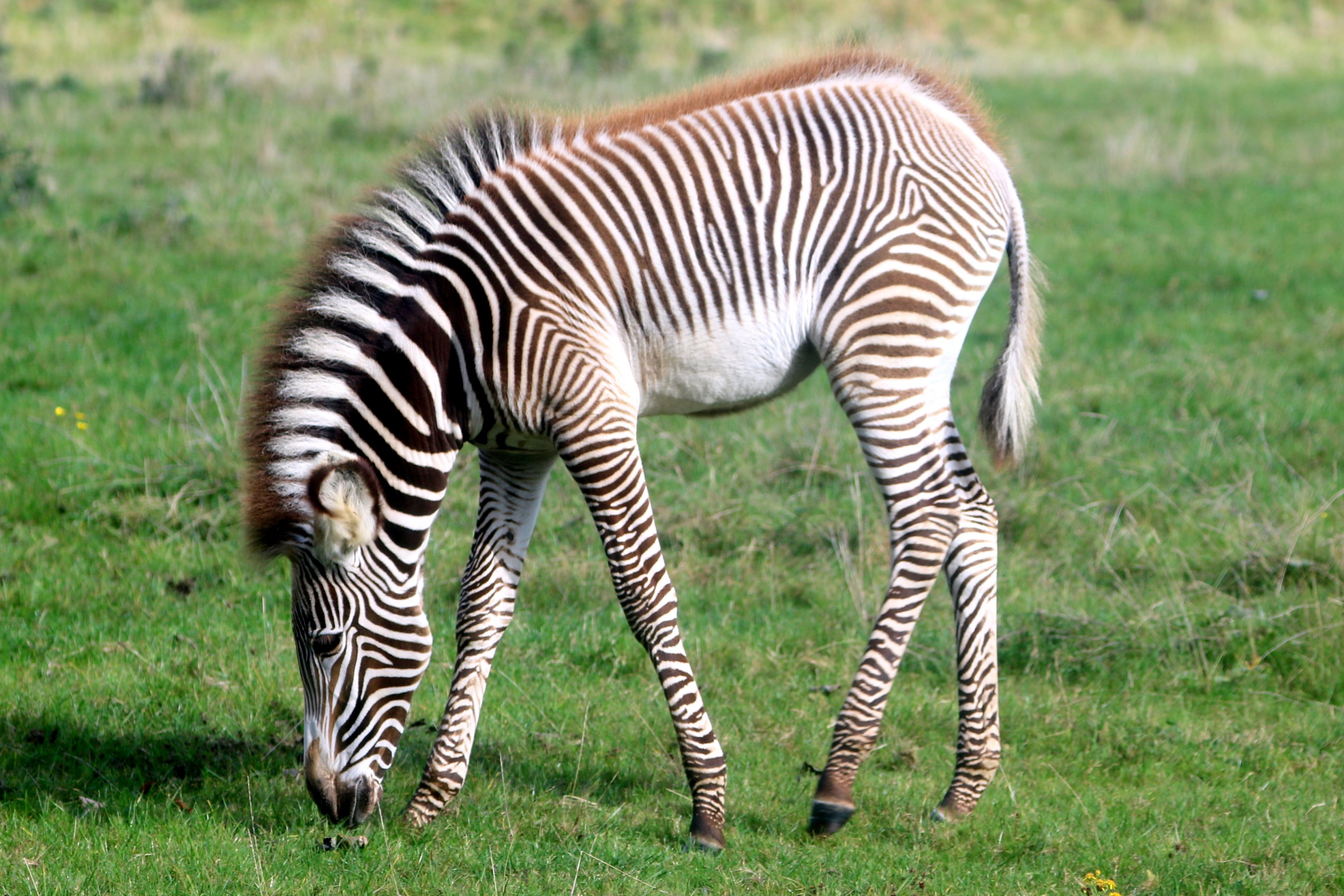 Grevy's zebra foal; Whipsnade; 16th October 2021