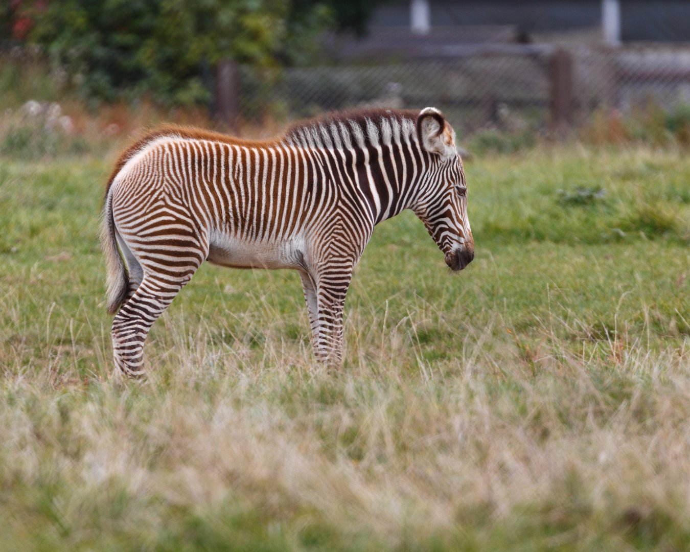 Grevy's Zebra Foal  / Whipsnade / 17-9-21