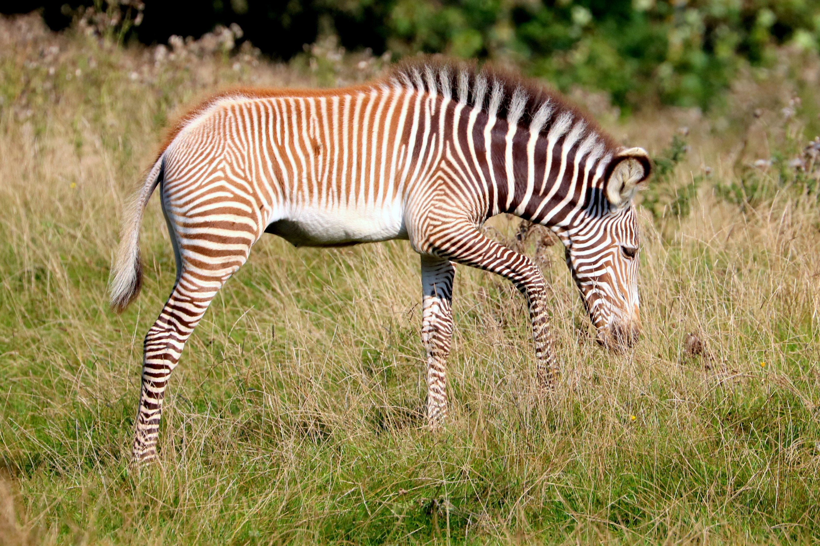 Grevy's zebra foal; Whipsnade; 22nd September 2021