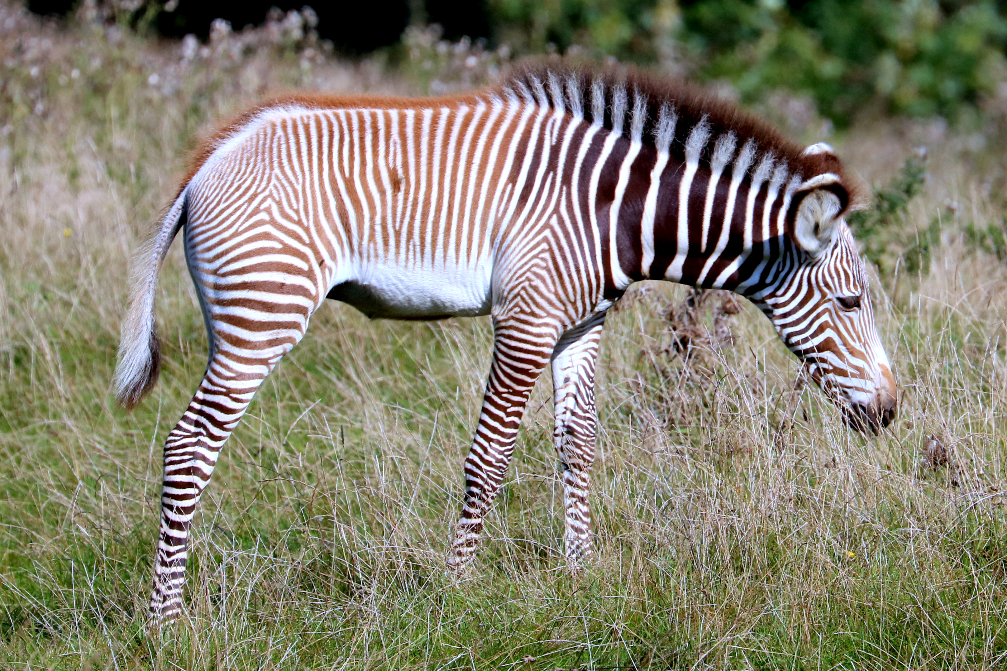 Grevy's zebra foal; Whipsnade; 22nd September 2021