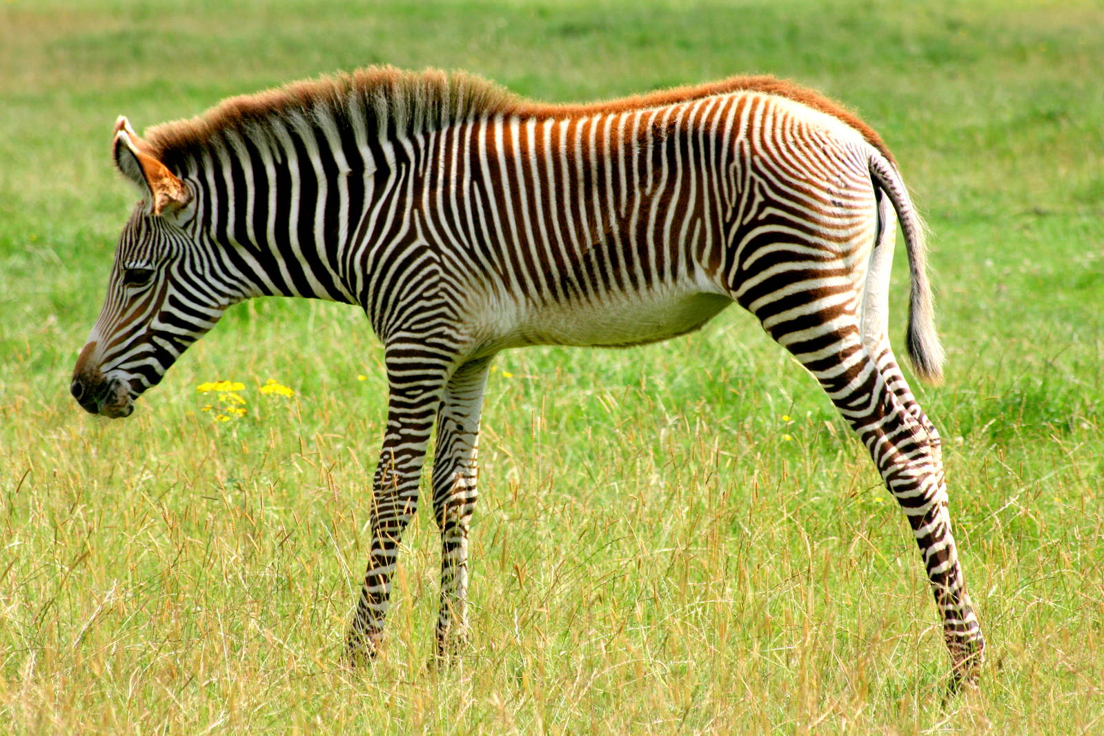 Grevy's zebra foal; Whipsnade; 23rd July 2016