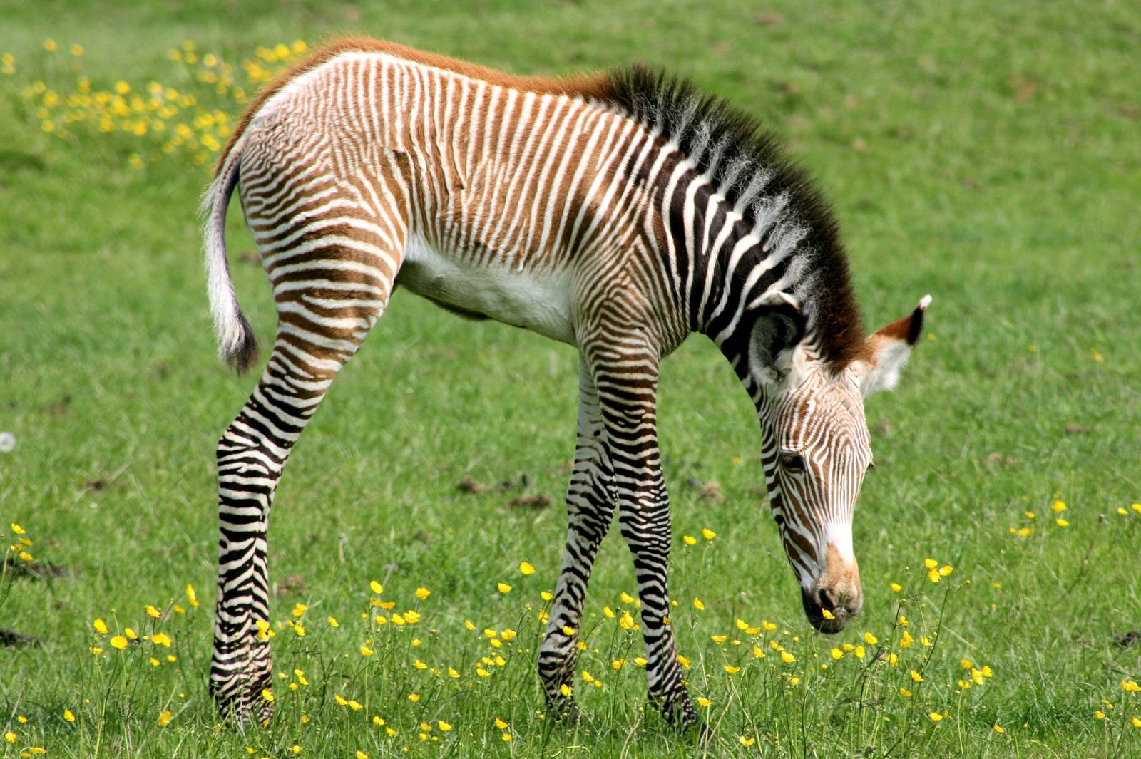 Grevy's zebra foal; Whipsnade; 28th May 2016