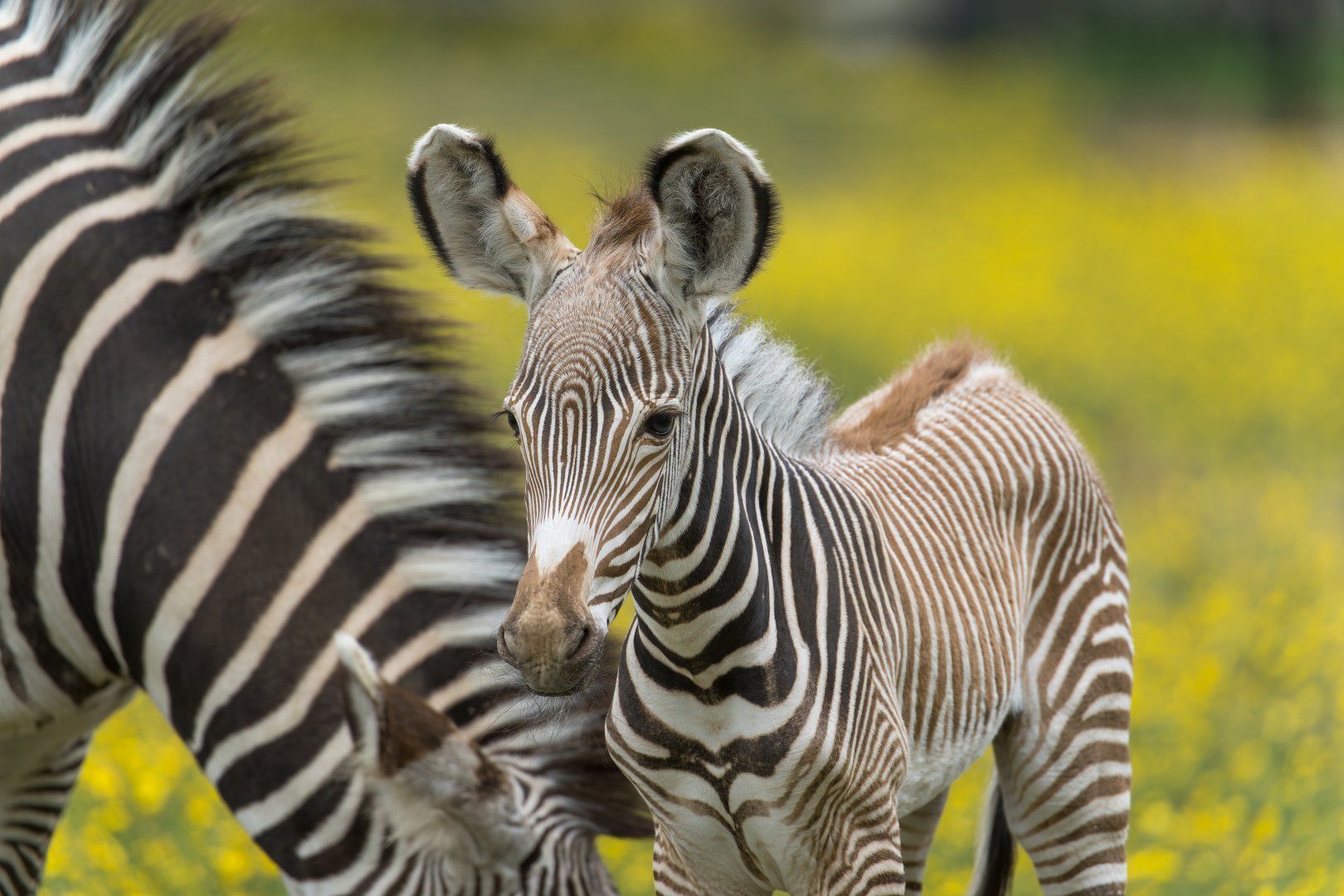 Grevy's zebra foal, ZSL Whipsnade, UK
