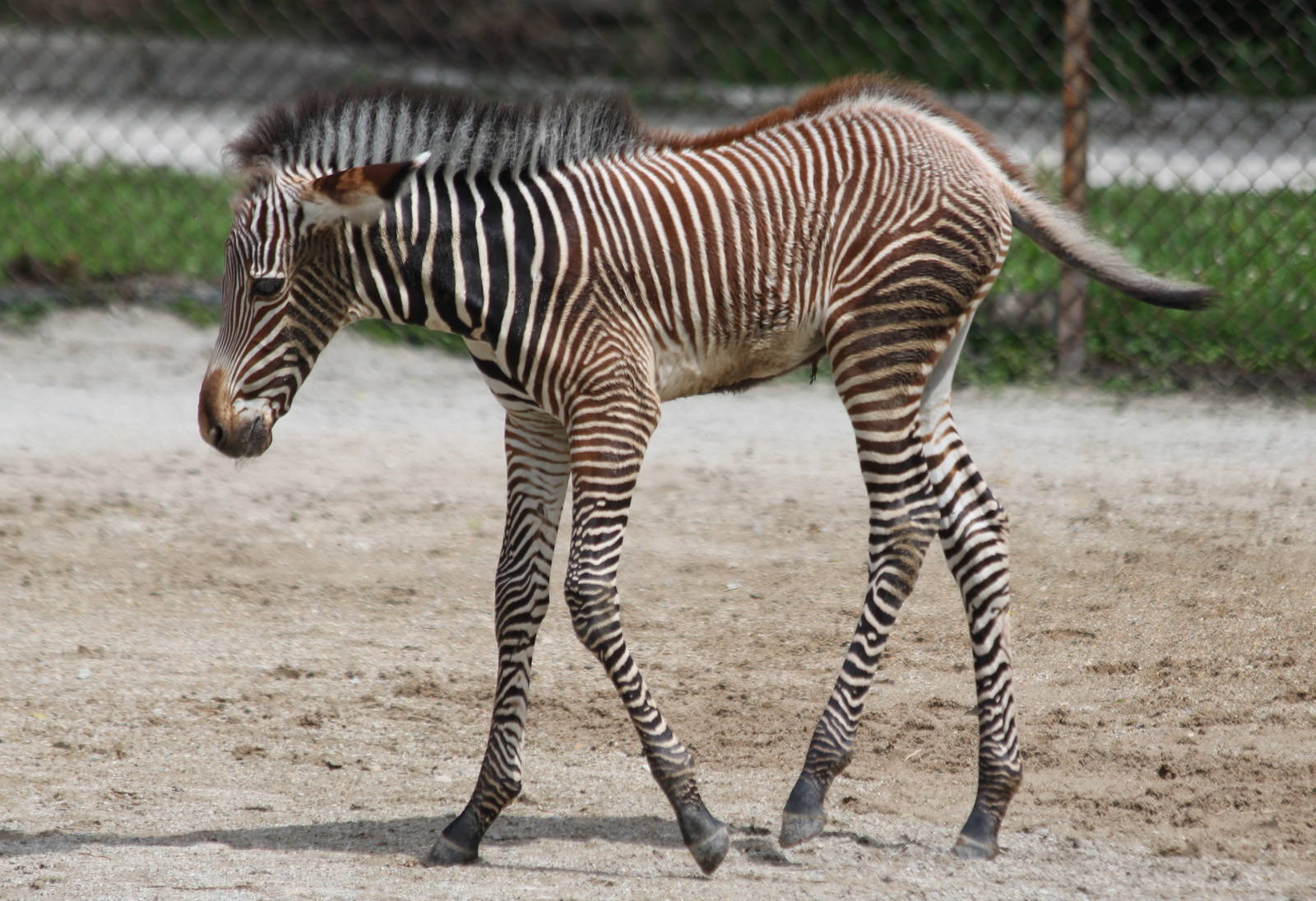 Grevy's zebra foal