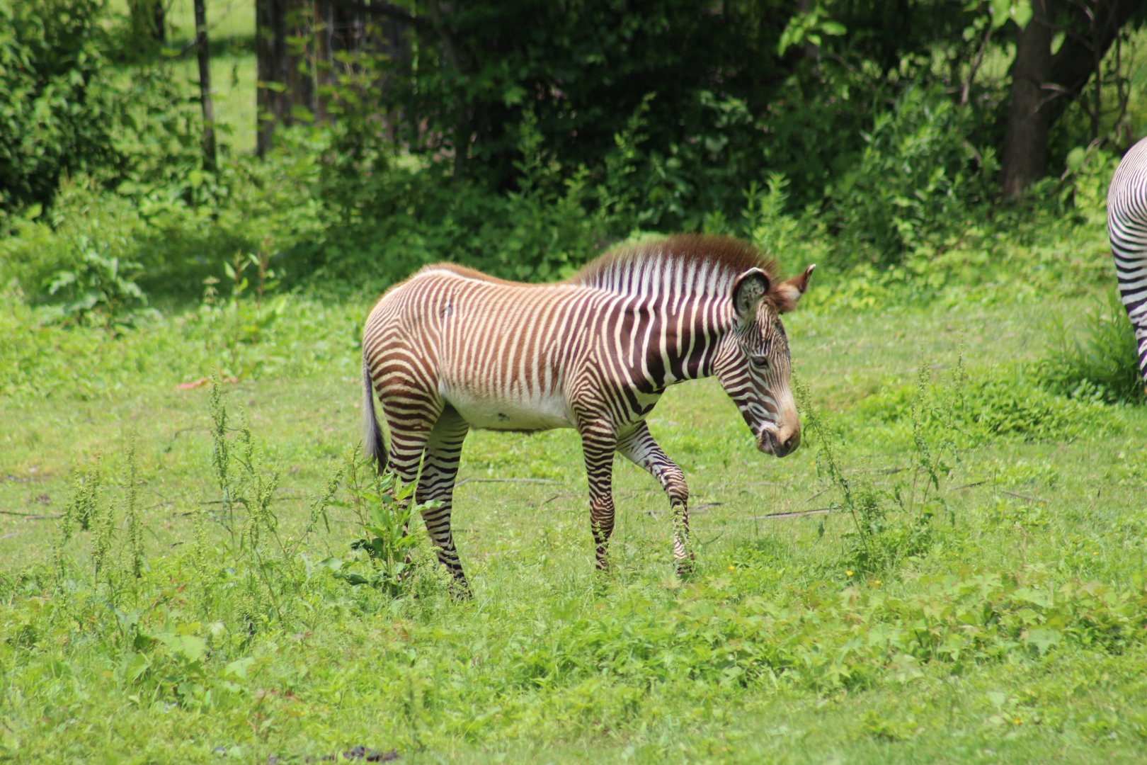 Grévy's Zebra Foal