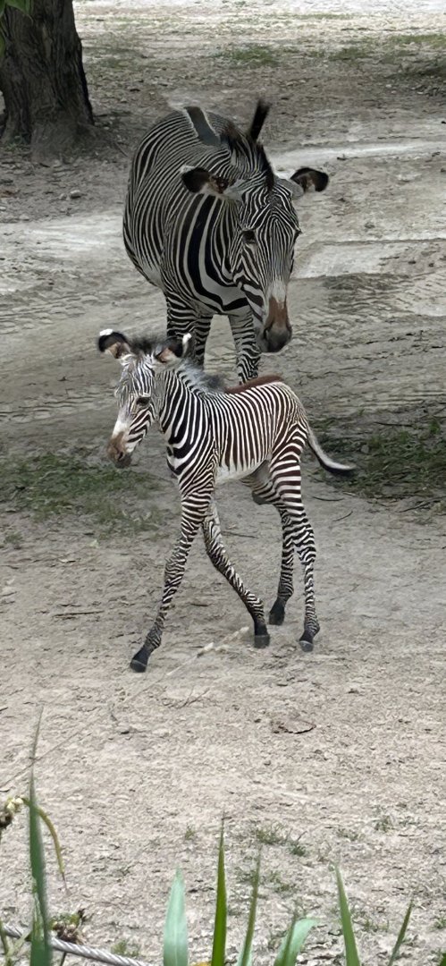 Grevy's zebra foal