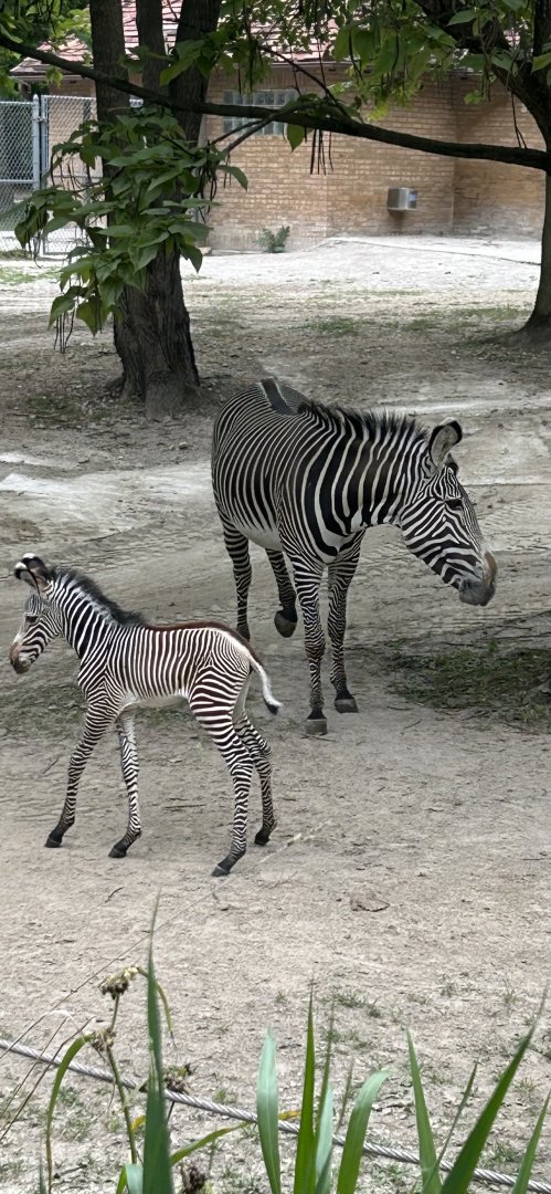 Grevy's zebra foal