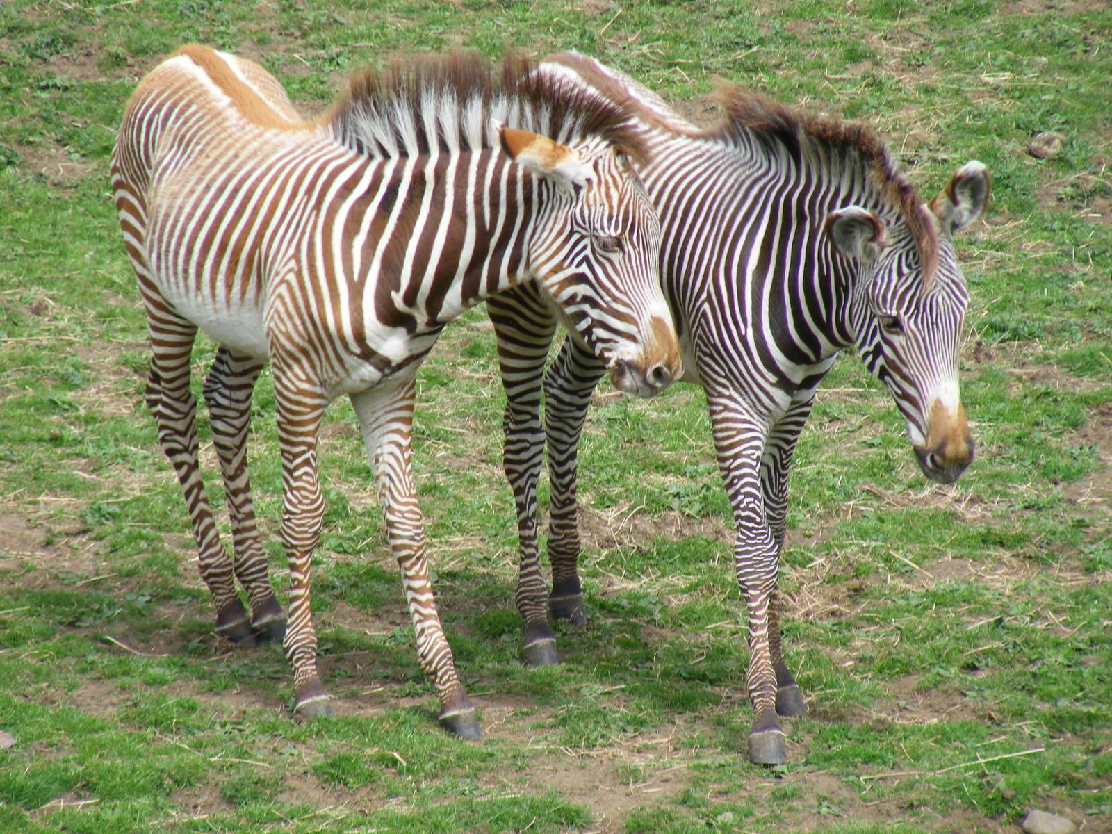 Grevy's zebra foals at Edinburgh Zoo, 21 May 2010