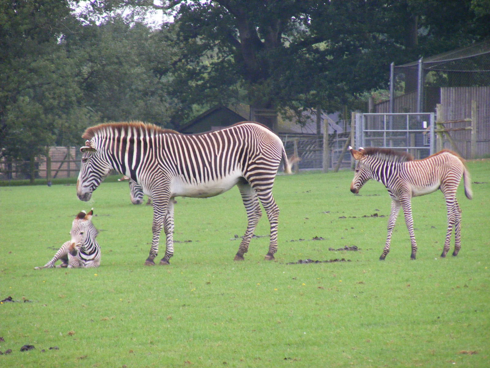 Grevy's zebra foals at Marwell Wildlife, 22 August 2010