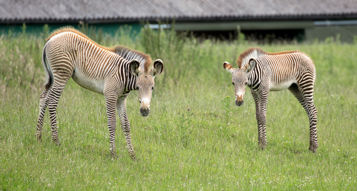 Grevys zebra (foals) : Whipsnade : 01 Jul 2016