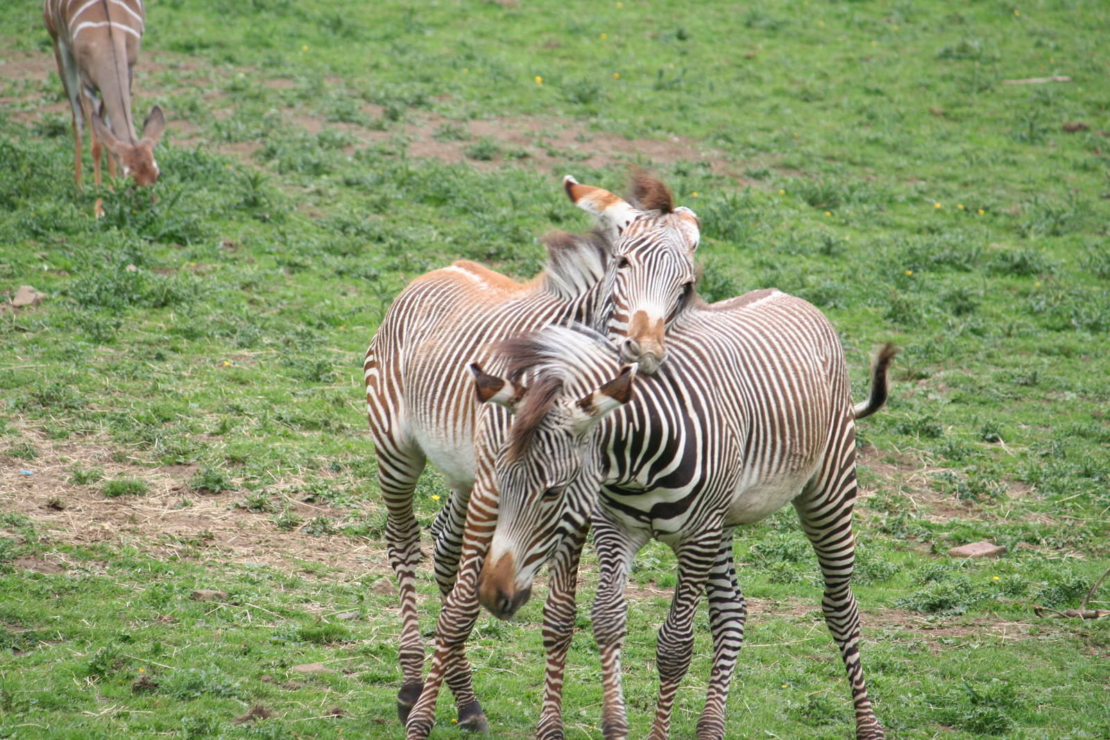 Grevy's Zebra Foals