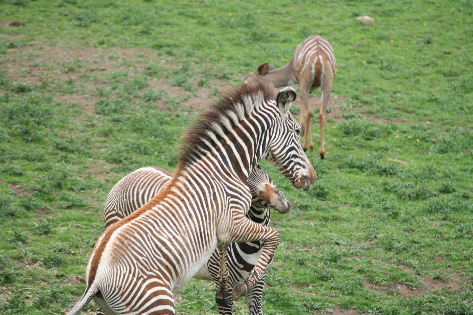 Grevy's Zebra Foals