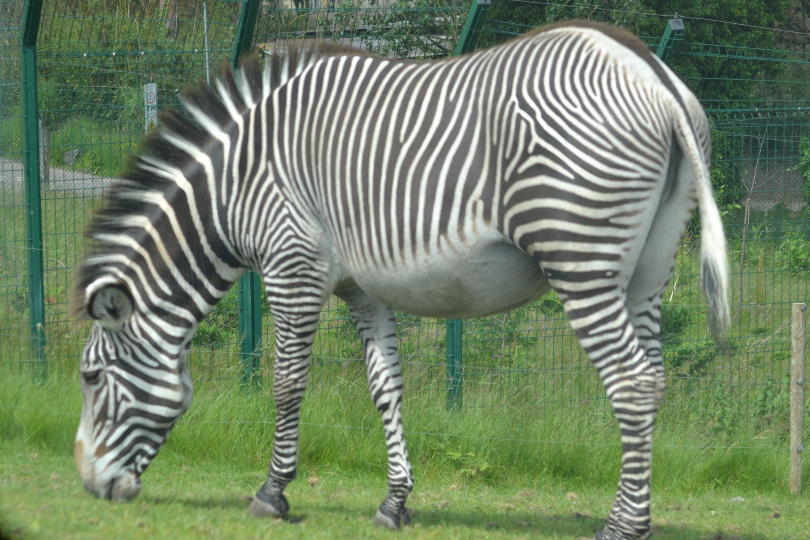 Grevy's Zebra grazing