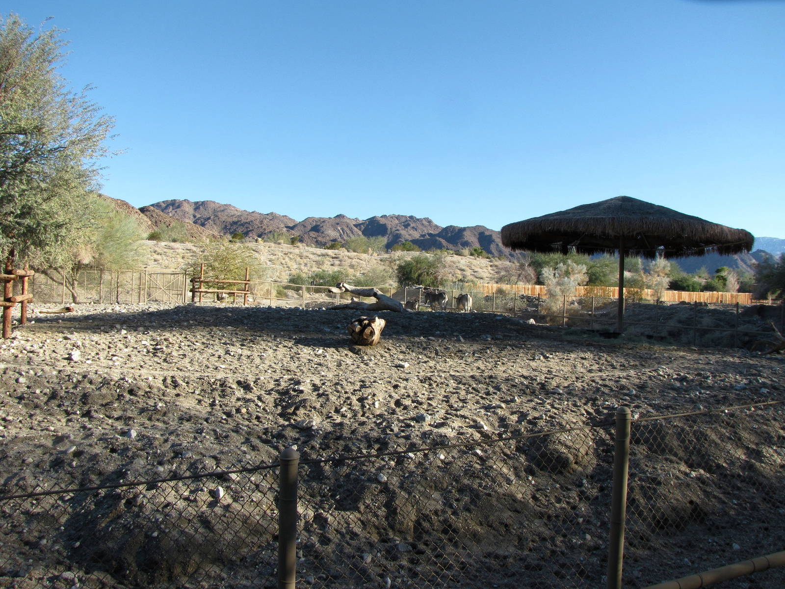 Grevy's Zebra Habitat