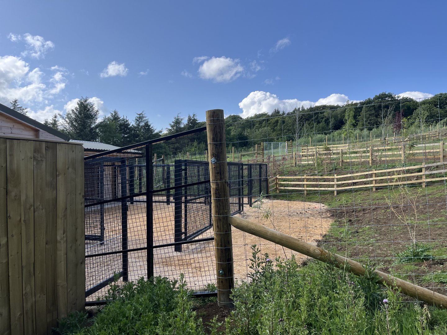 Grevy’s Zebra hardstanding 22.6.25