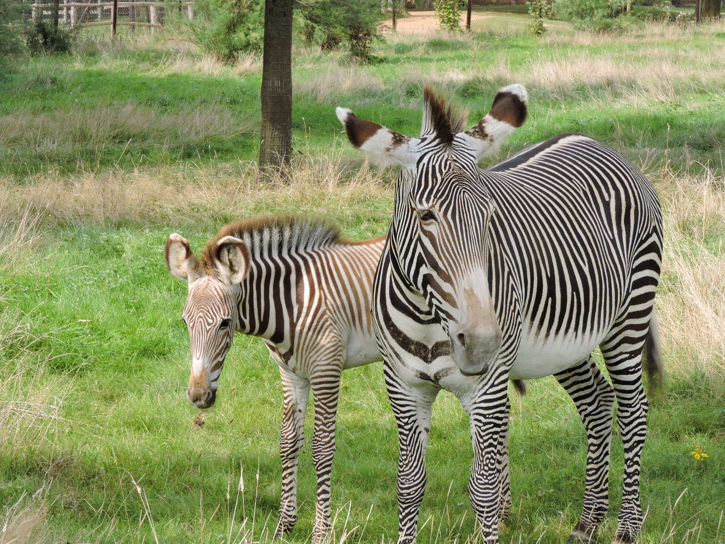 Grevy's Zebra - Henna and foal Zinabi