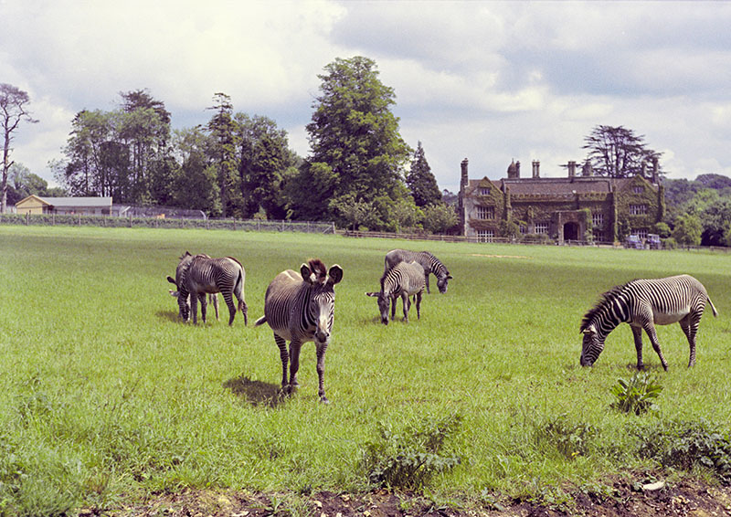 Grevy's zebra herd 1972