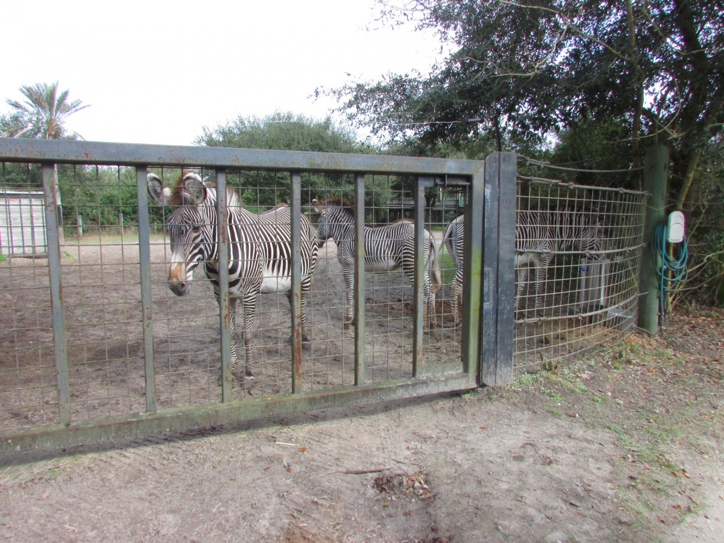 Grevy's Zebra Herd