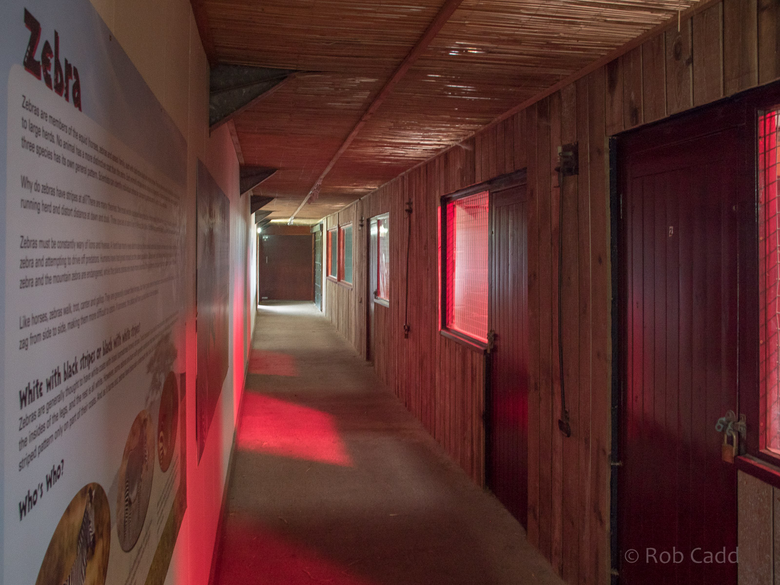 Grevys zebra (housing) : Whipsnade : 17 Dec 2015