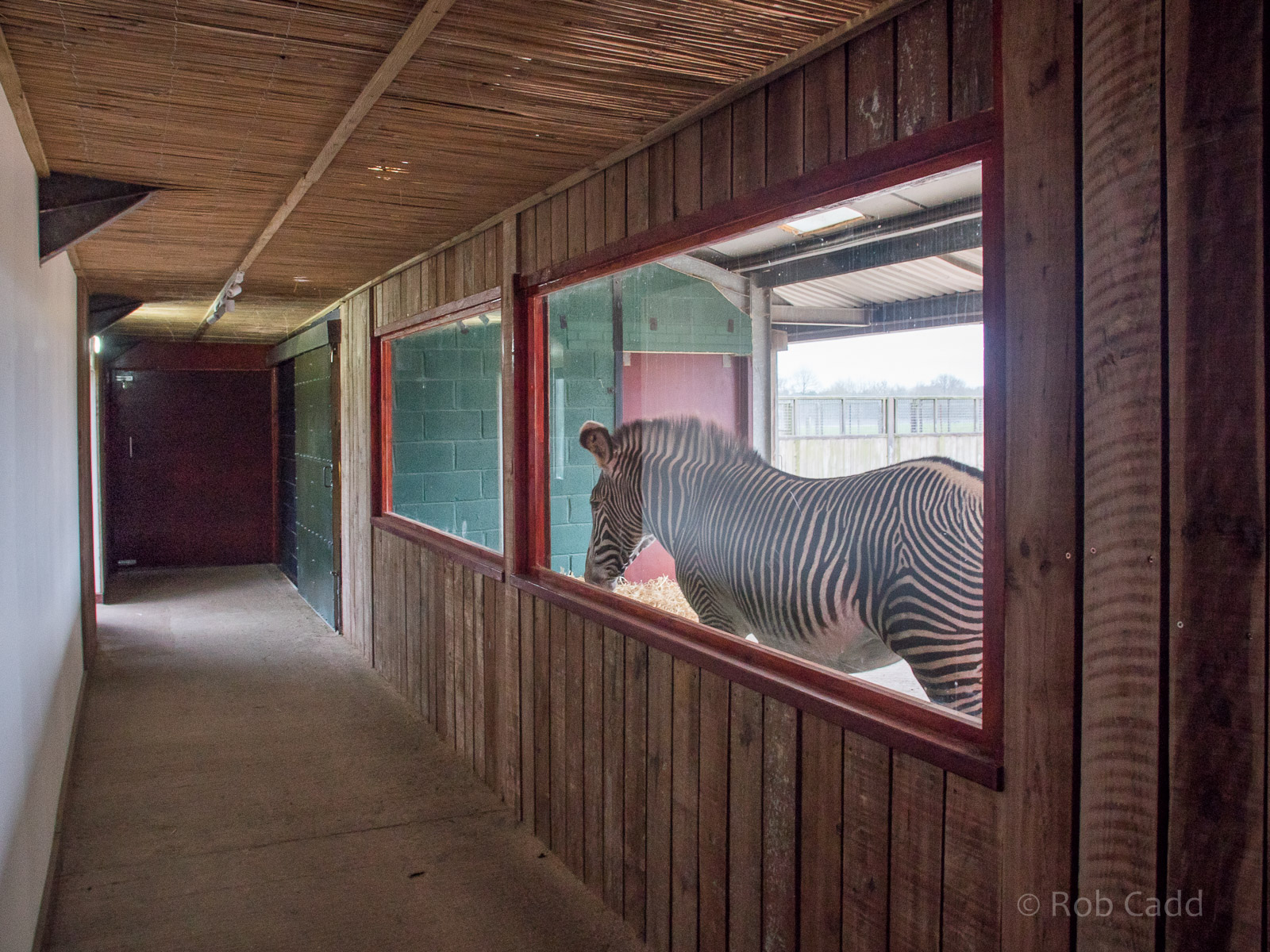 Grevys zebra (housing) : Whipsnade : 17 Dec 2015