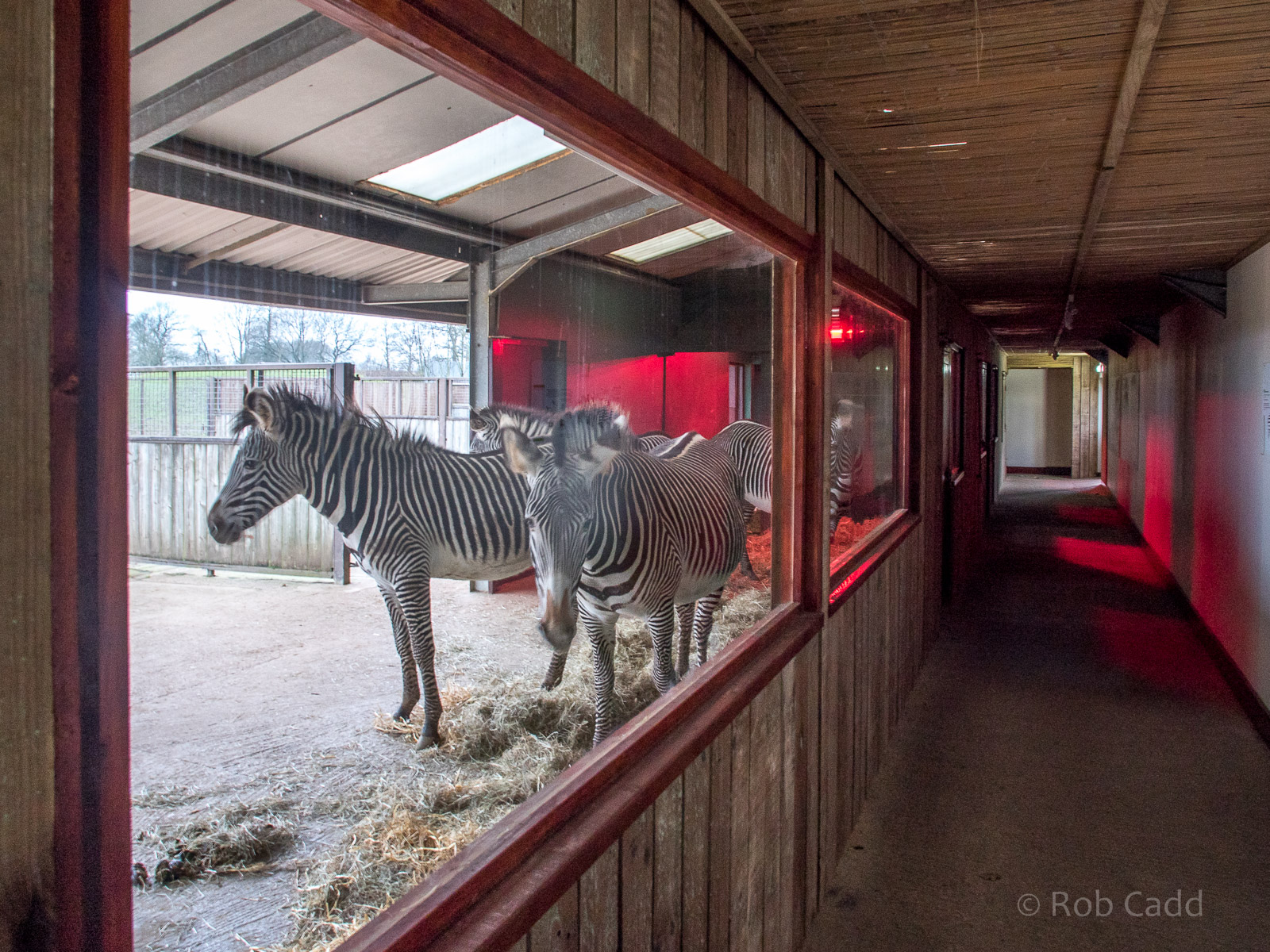 Grevys zebra (housing) : Whipsnade : 17 Dec 2015