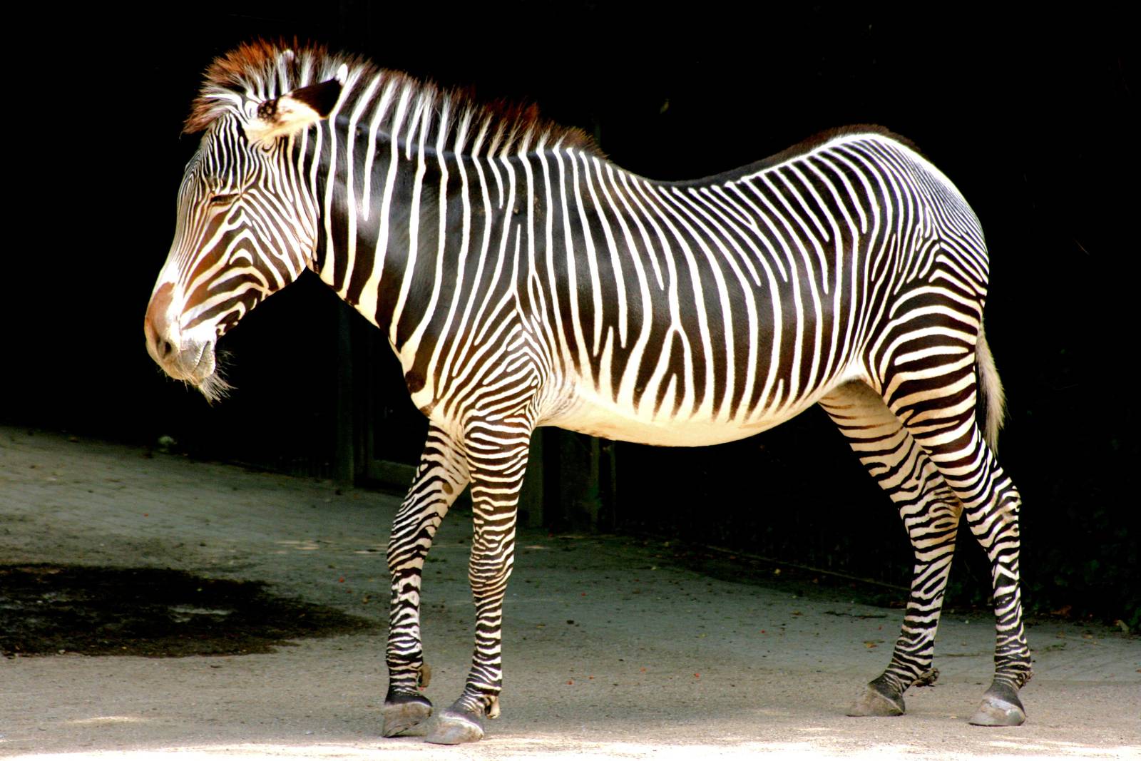 Grevy's zebra in shadows; Stuttgart; 9th September 2015