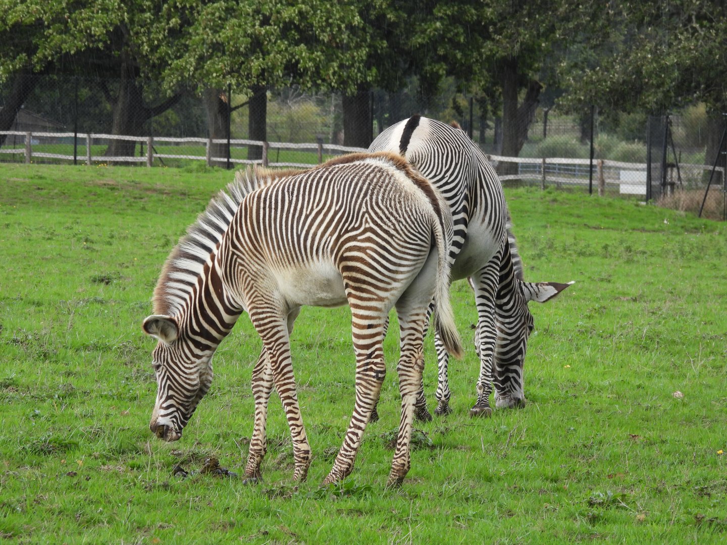 Grevy's Zebra in the rain